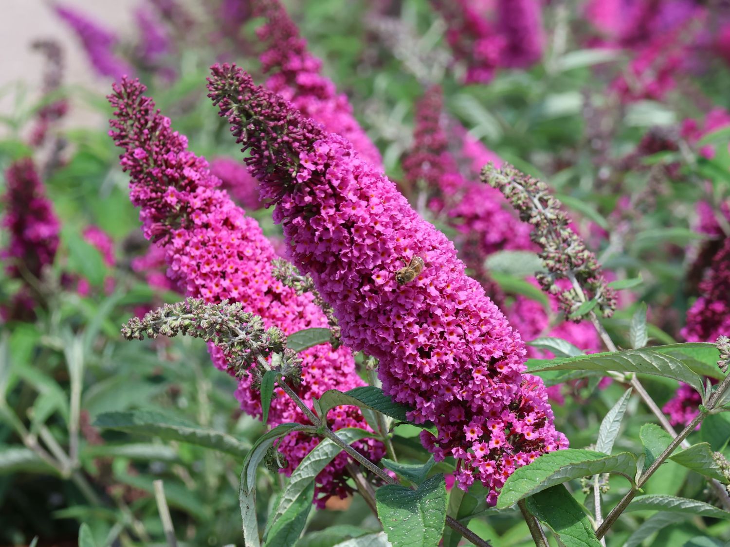 Schmetterlingsflieder / Sommerflieder Summer Kids  'Pia Pink' - Buddleja  davidii Summer Kids  'Pia Pink' - Baumschule Horstmann