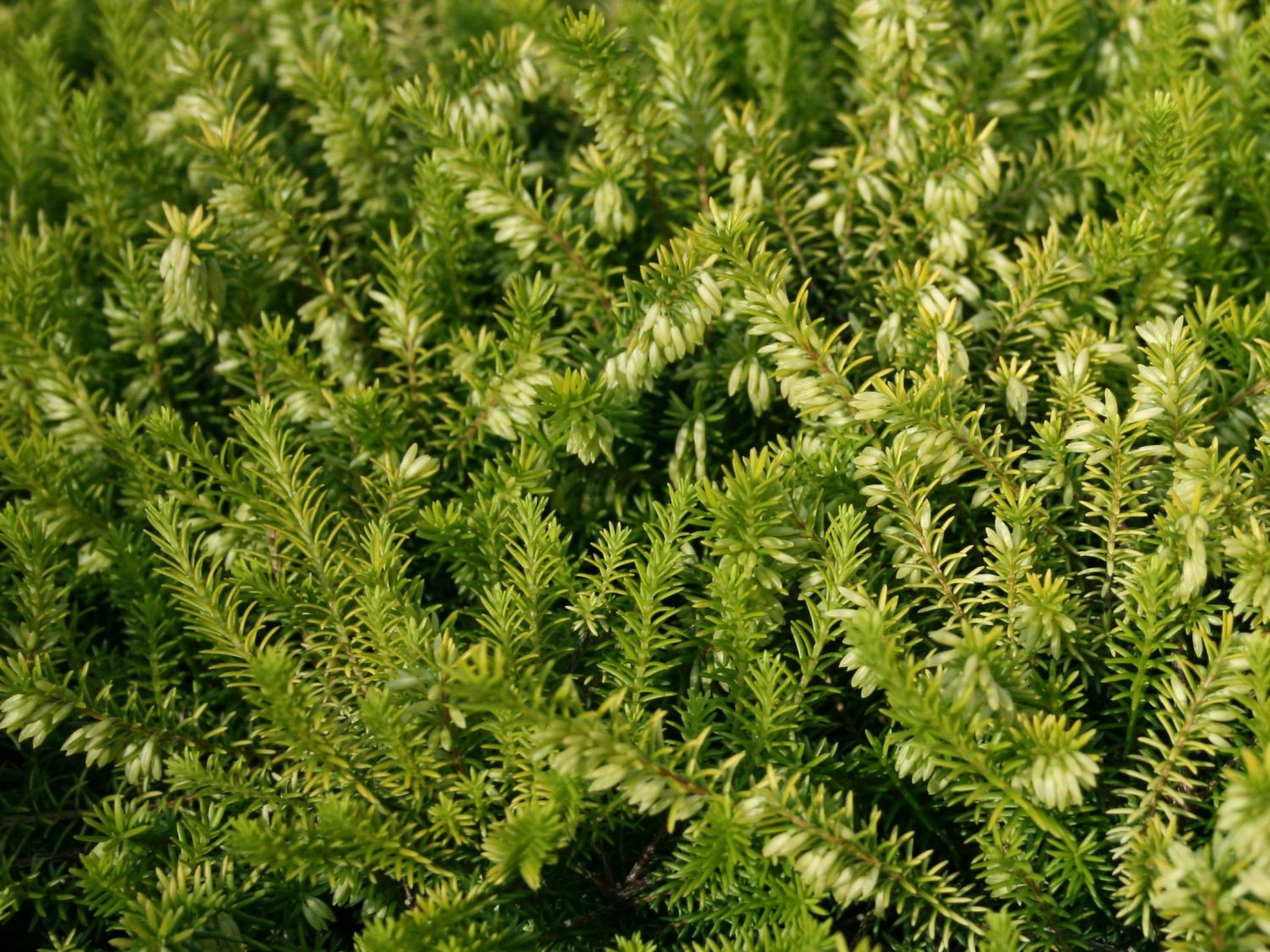 Bildergebnis für erica carnea blatt