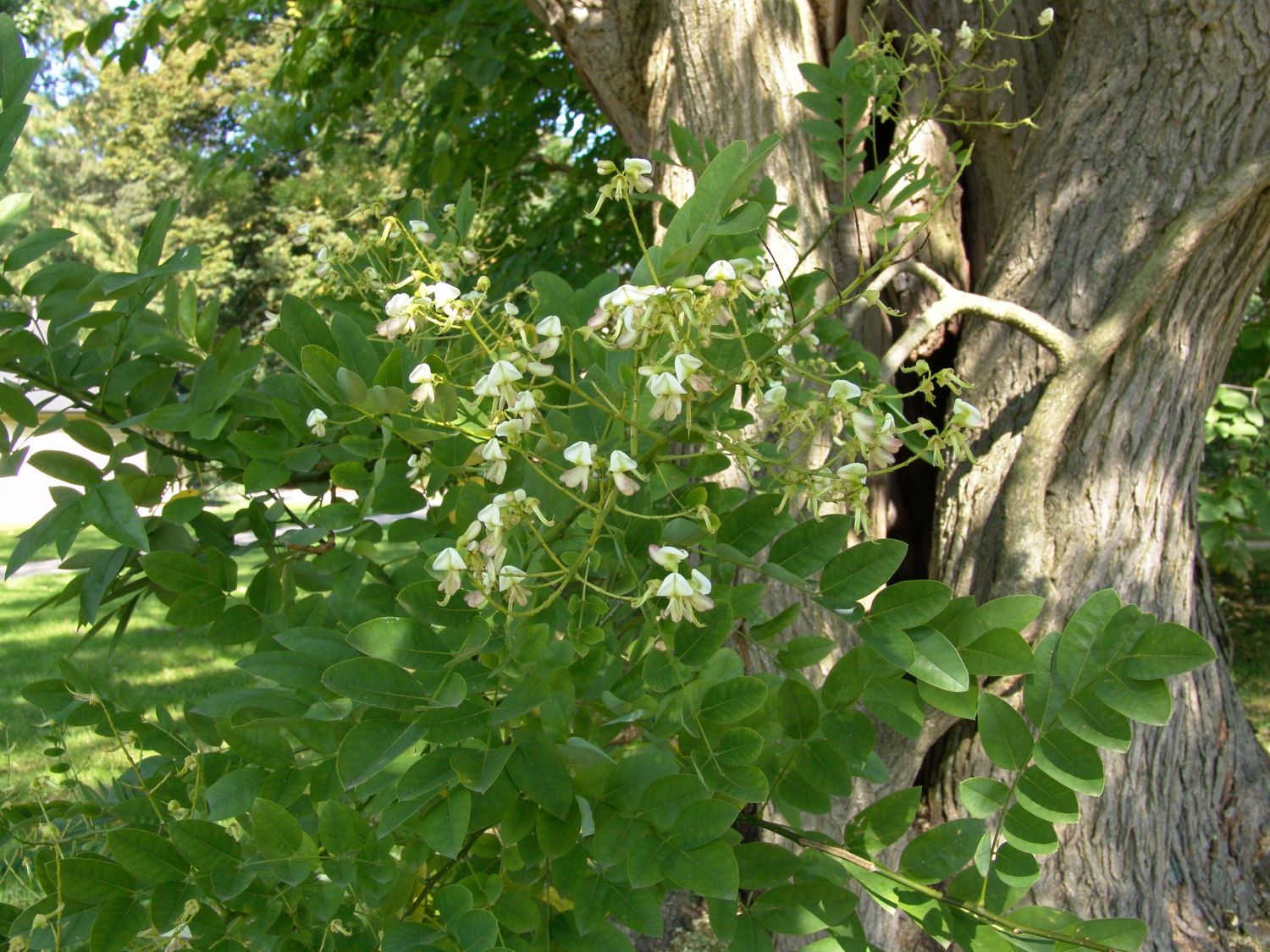 Schnurbaum - Styphnolobium japonicum / Sophora japonica