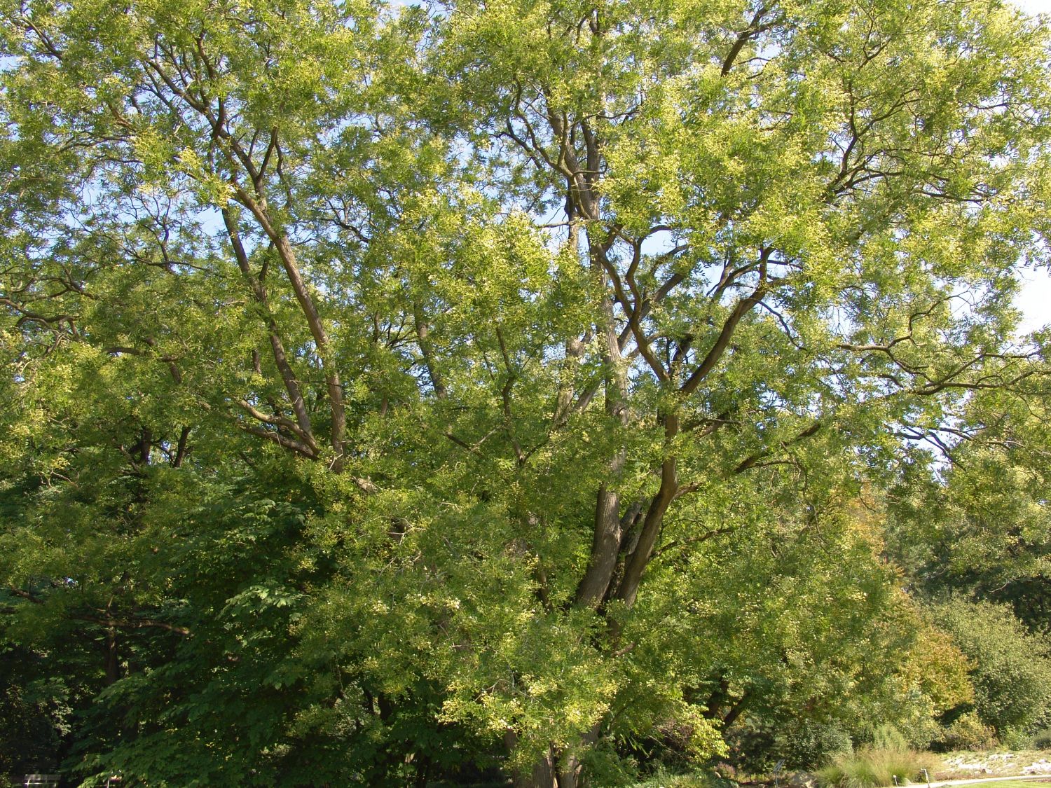 Schnurbaum - Styphnolobium japonicum / Sophora japonica