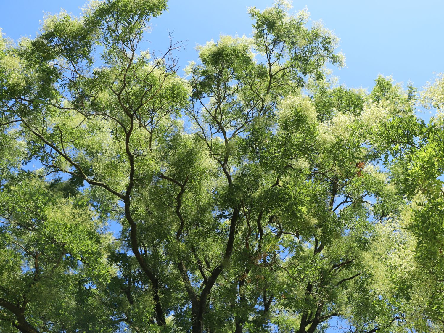 Styphnolobium japonicum 'Regent'  Japanischer Schnurbaum 'Regent';  Honigbaum; Perlschnurbaum; Japanischer Perlschnurbaum; Japanischer  Pagodenbaum; Rosenkranzbaum; Sauerschotenbaum