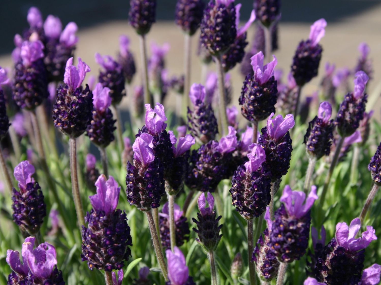 Schopf Lavendel (Lavandula stoechas) - bestes Stauden-Wissen