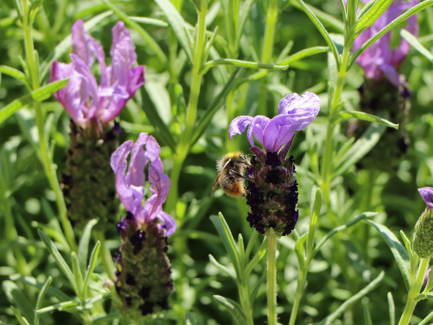 \'Otto zu Expertenwissen dieser - Staude Quast\' Schopf-Lavendel