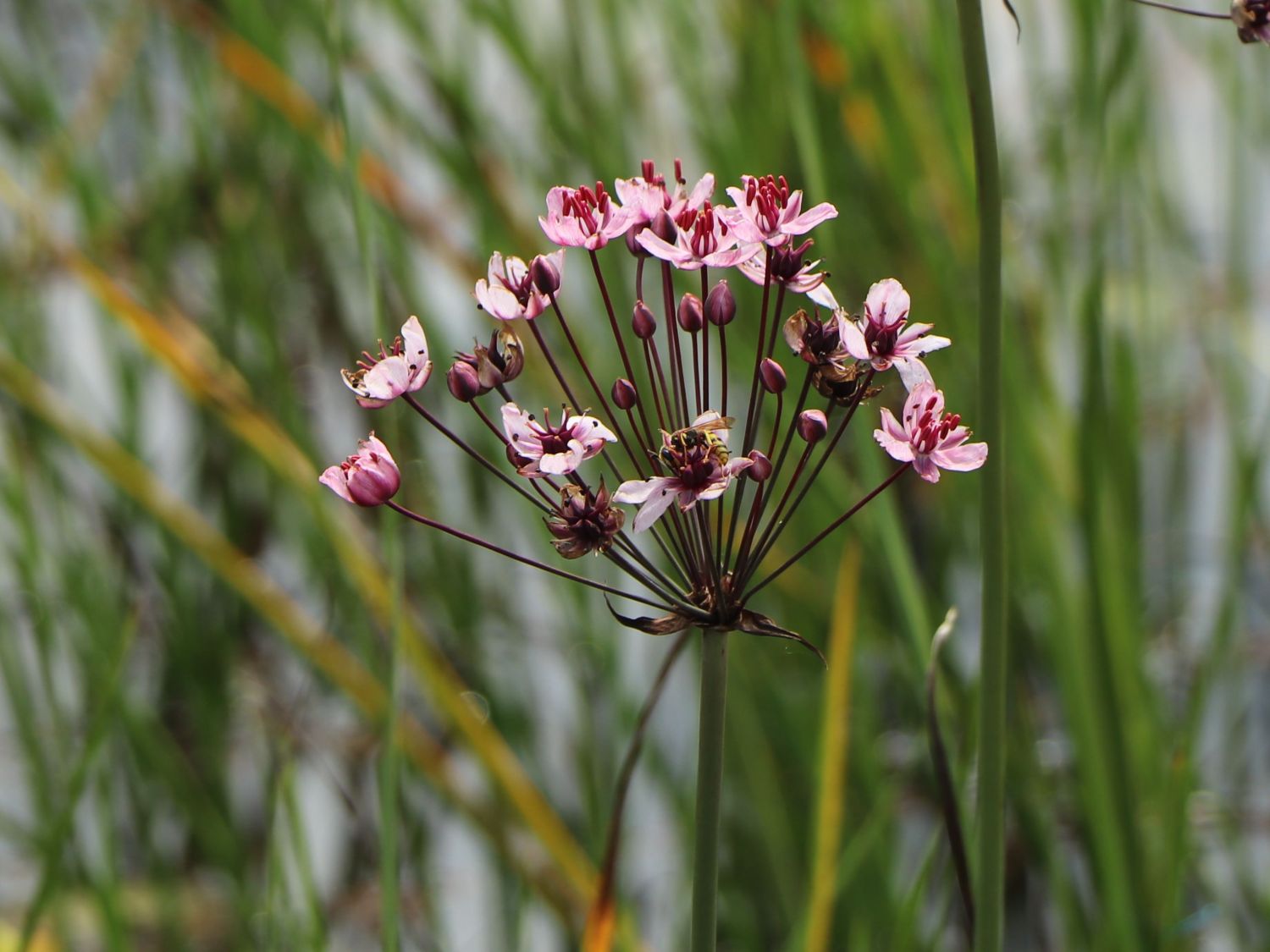 Sumpfpflanze Blumenbinse heißt auch Schwanenblume rosa Blüten Butomus umbellatus 