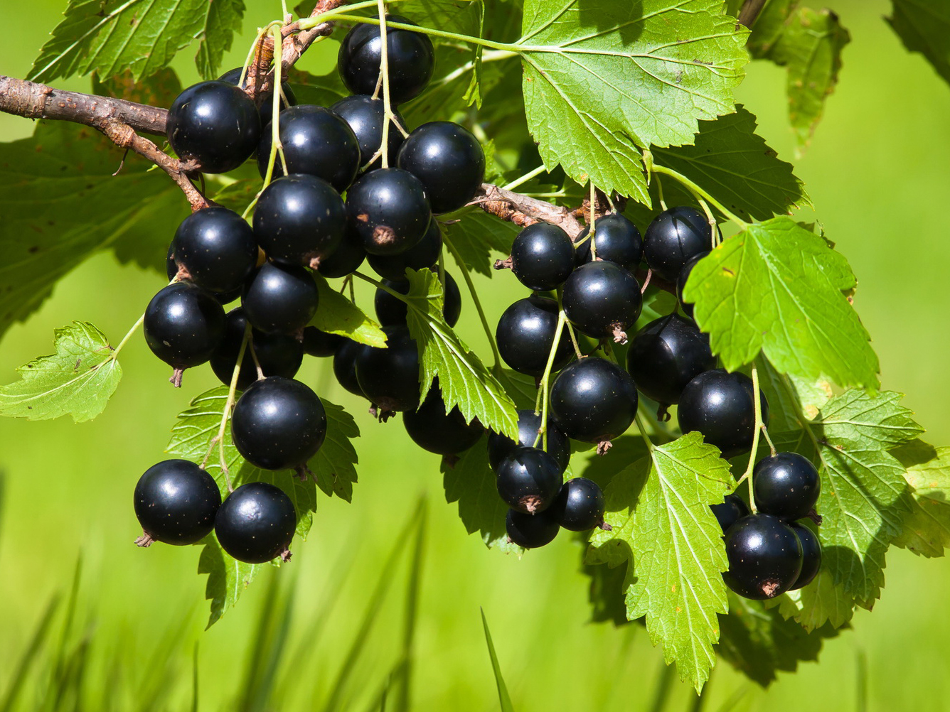 Schwarze Johannisbeere &amp;#39;Andega&amp;#39; - Ribes nigrum &amp;#39;Andega&amp;#39; - Baumschule ...