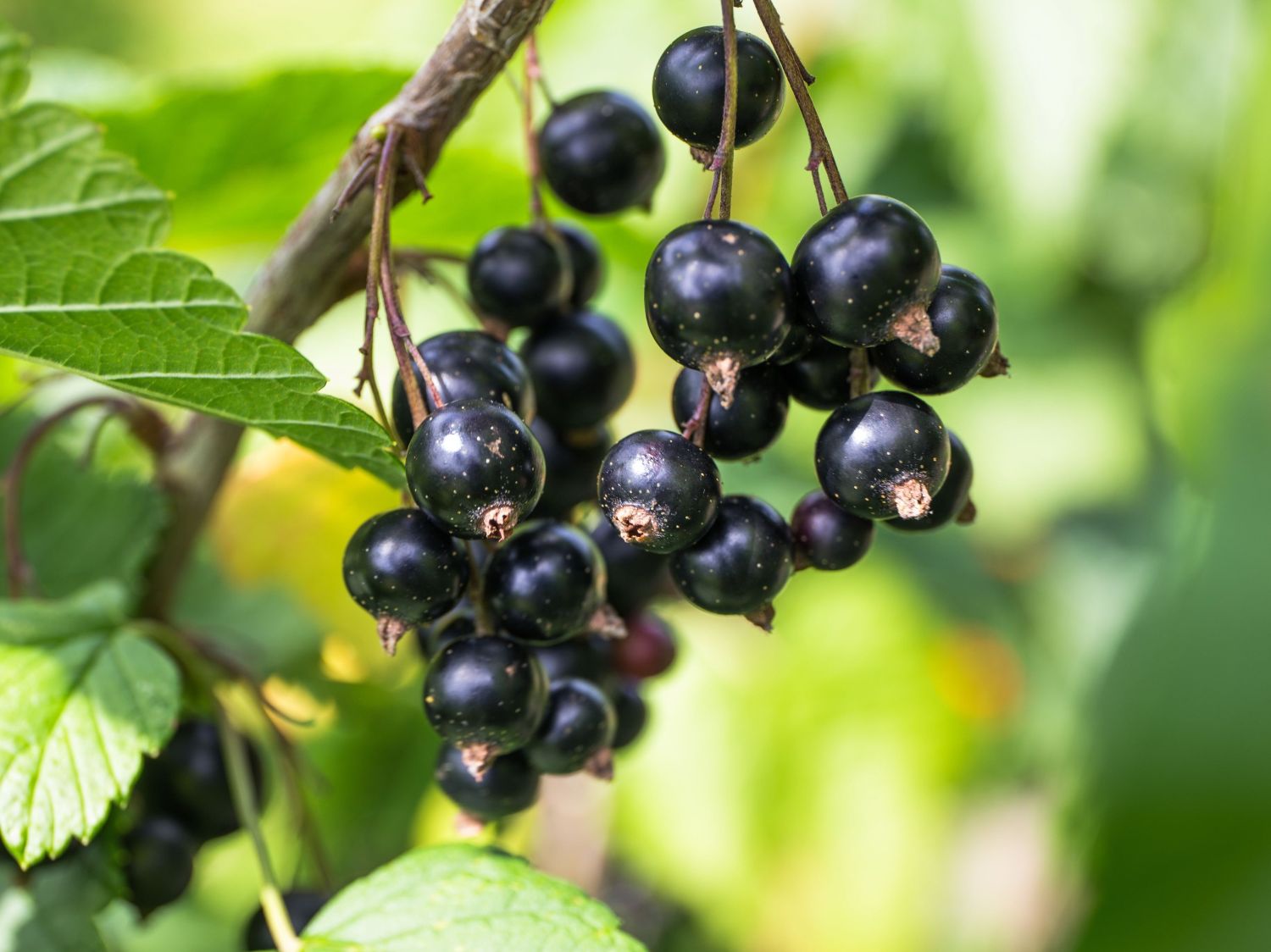 Schwarze Johannisbeere &amp;#39;Ben Alder&amp;#39; (S) - Ribes nigrum &amp;#39;Ben Alder&amp;#39; (S ...