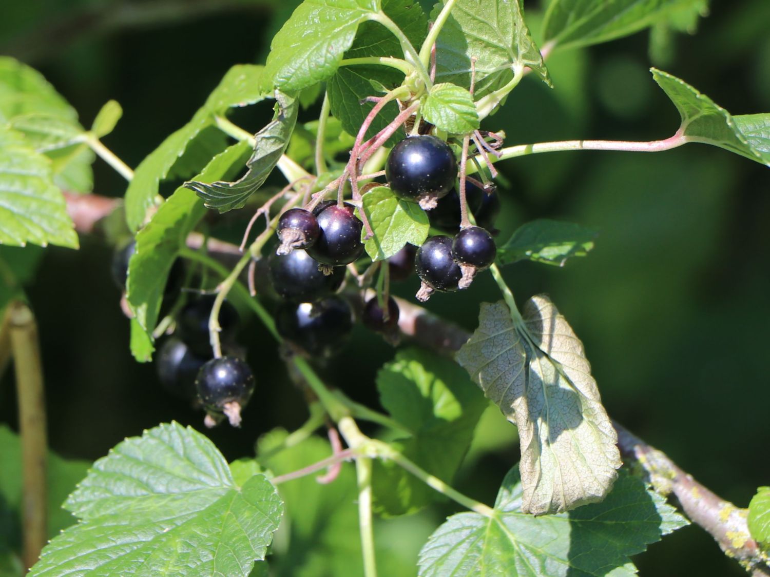 Schwarze Johannisbeere 'Ben Sarek' - Ribes nigrum 'Ben Sarek' - Baumschule  Horstmann