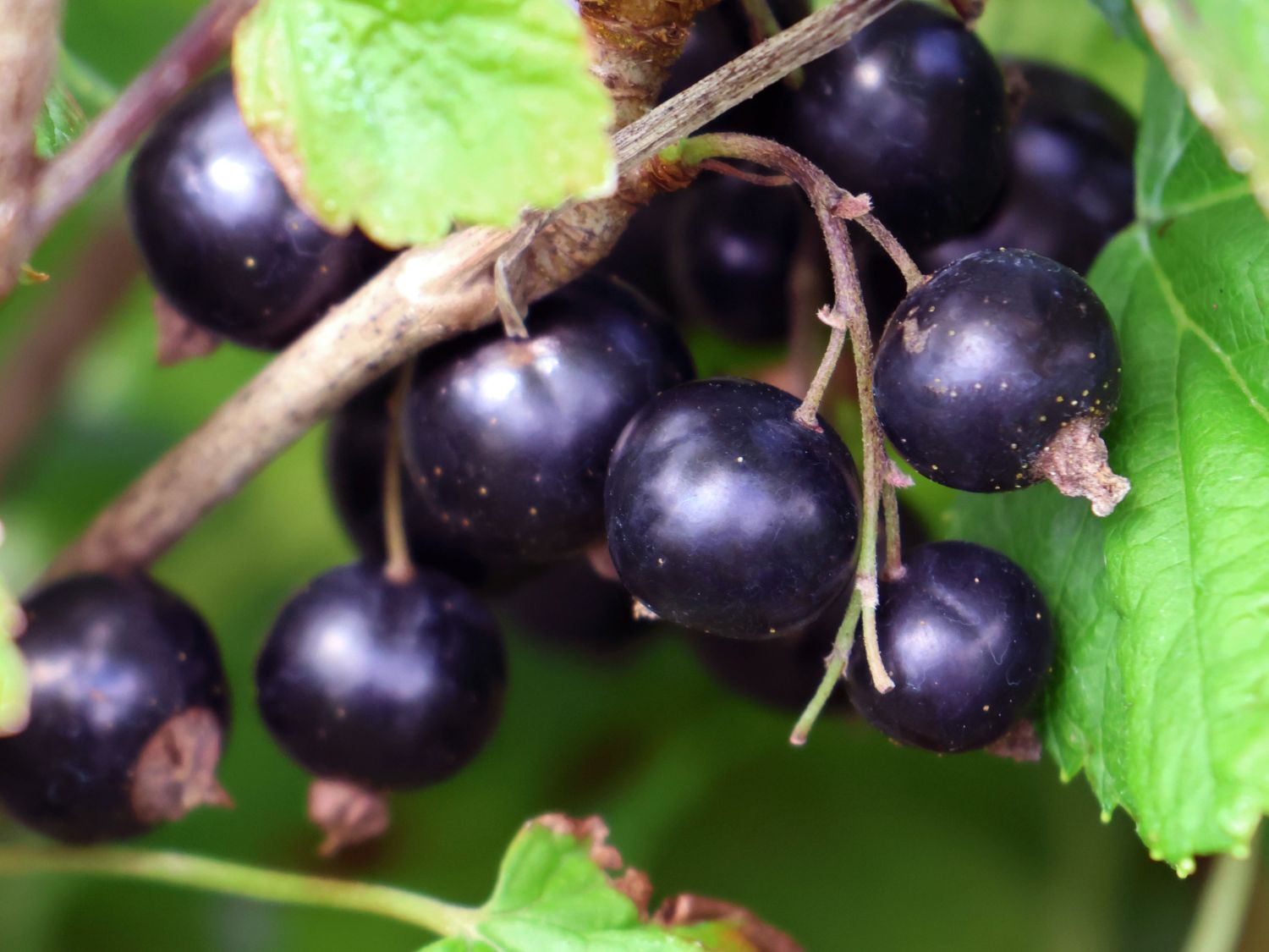 Schwarze Johannisbeere 'Hedda' - Ribes nigrum 'Hedda' - Baumschule Horstmann