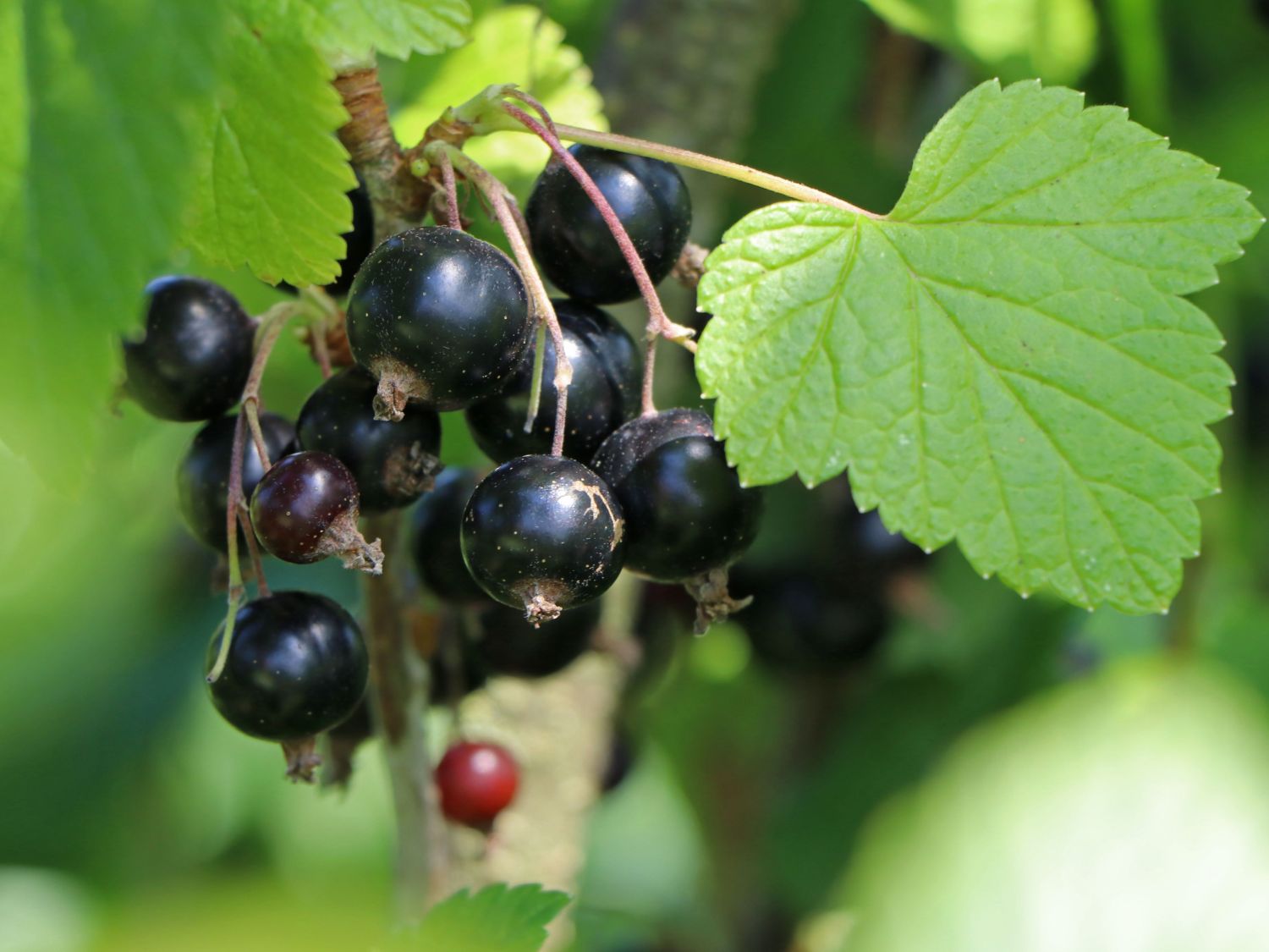 Schwarze Johannisbeere - Ribes nigrum - Baumschule Horstmann