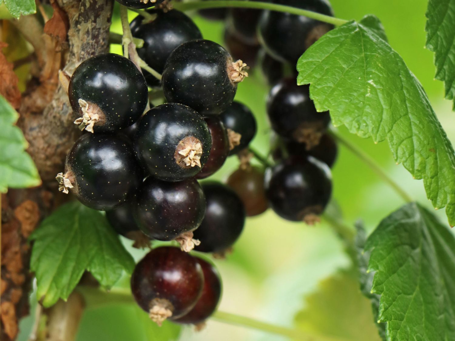 Schwarze Johannisbeere &amp;#39;Öjebyn&amp;#39; - Ribes nigrum &amp;#39;Öjebyn&amp;#39; - Baumschule ...