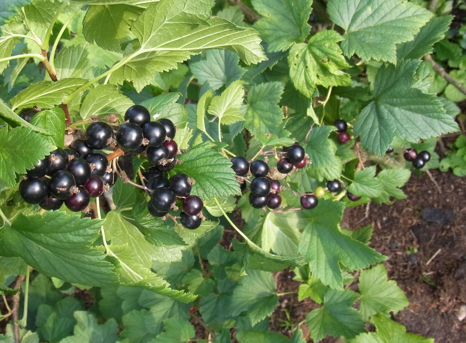 Schwarze Johannisbeere 'Silvergieters Schwarze' - Ribes nigrum 'Silvergieters  Schwarze' - Baumschule Horstmann