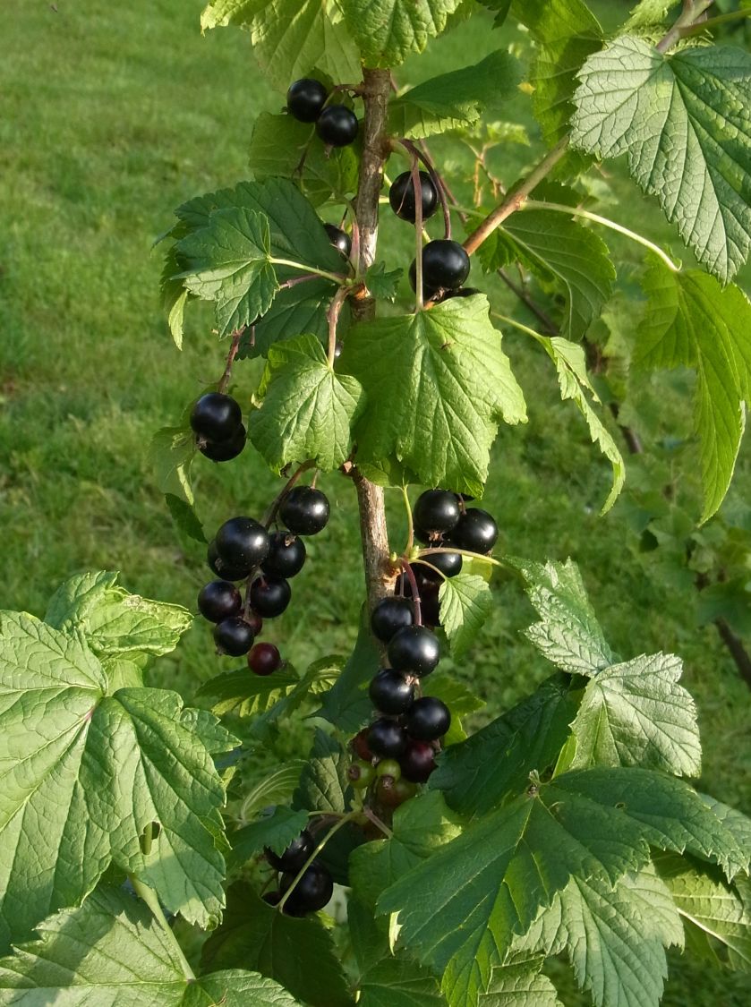 Schwarze Johannisbeere 'Silvergieters Schwarze' - Ribes nigrum 'Silvergieters  Schwarze' - Baumschule Horstmann