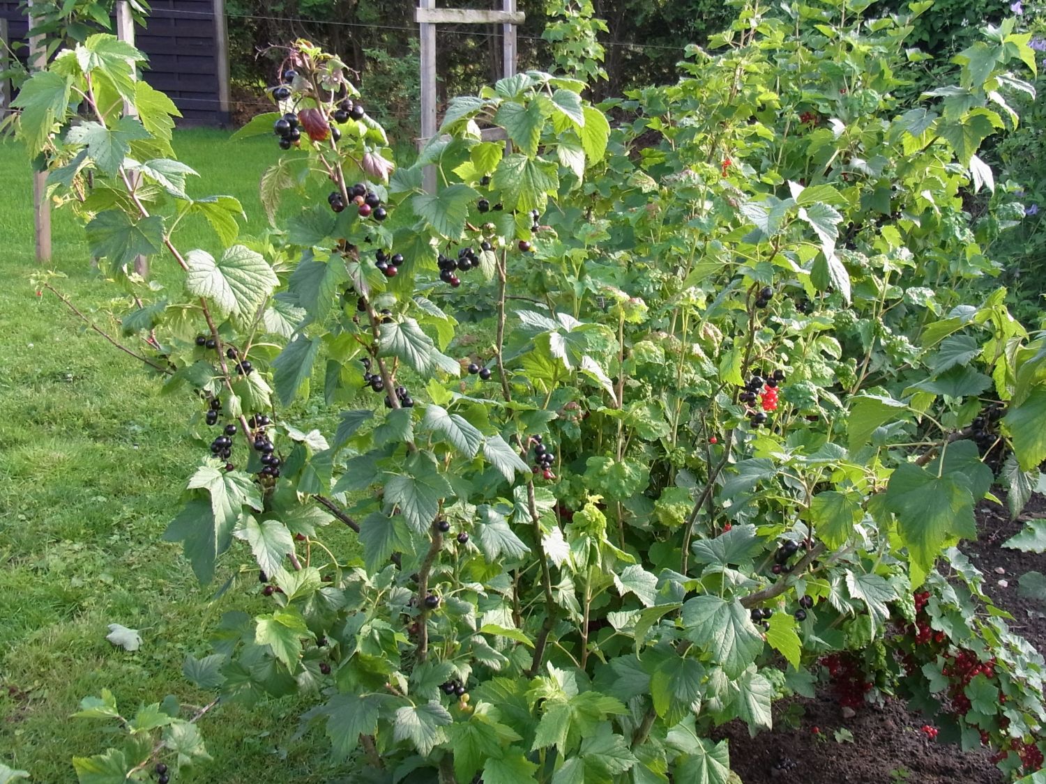 Schwarze Johannisbeere 'Silvergieters Schwarze' - Ribes nigrum 'Silvergieters  Schwarze' - Baumschule Horstmann