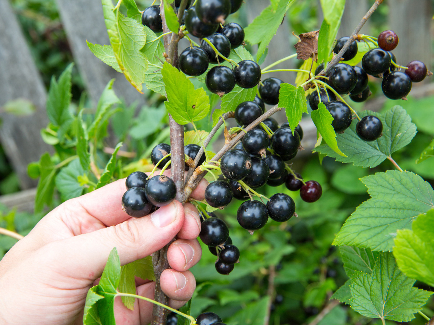 Schwarze Johannisbeere &amp;#39;Tsema&amp;#39; - Ribes nigrum &amp;#39;Tsema&amp;#39; - Baumschule ...