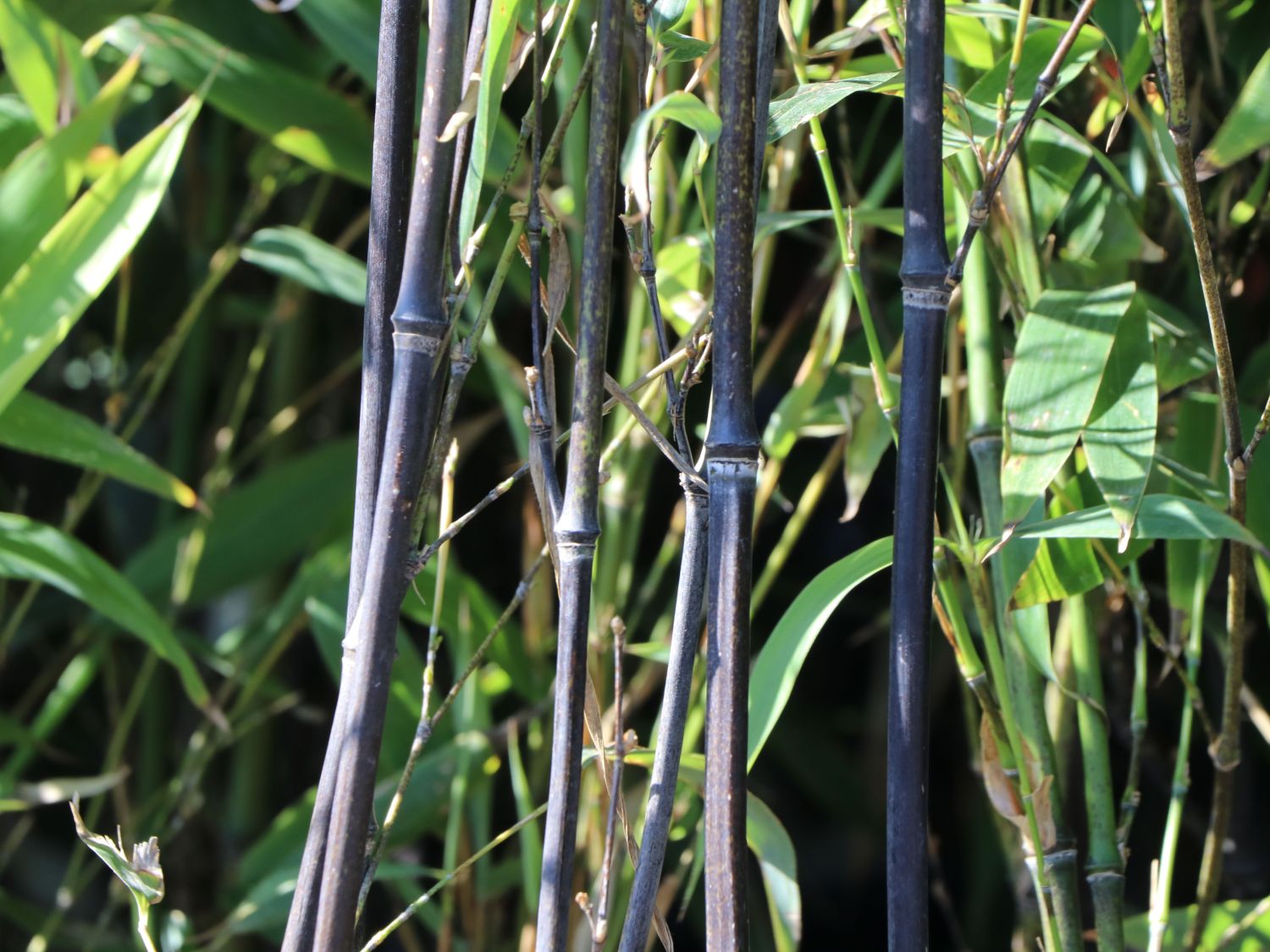 schwarzer bambus kaufen