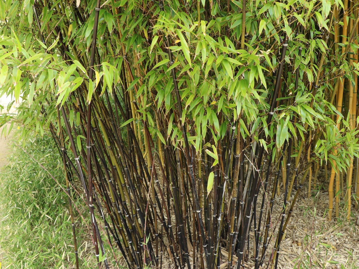 Bambus-Schlangenwürfel groß natur/schwarz 
