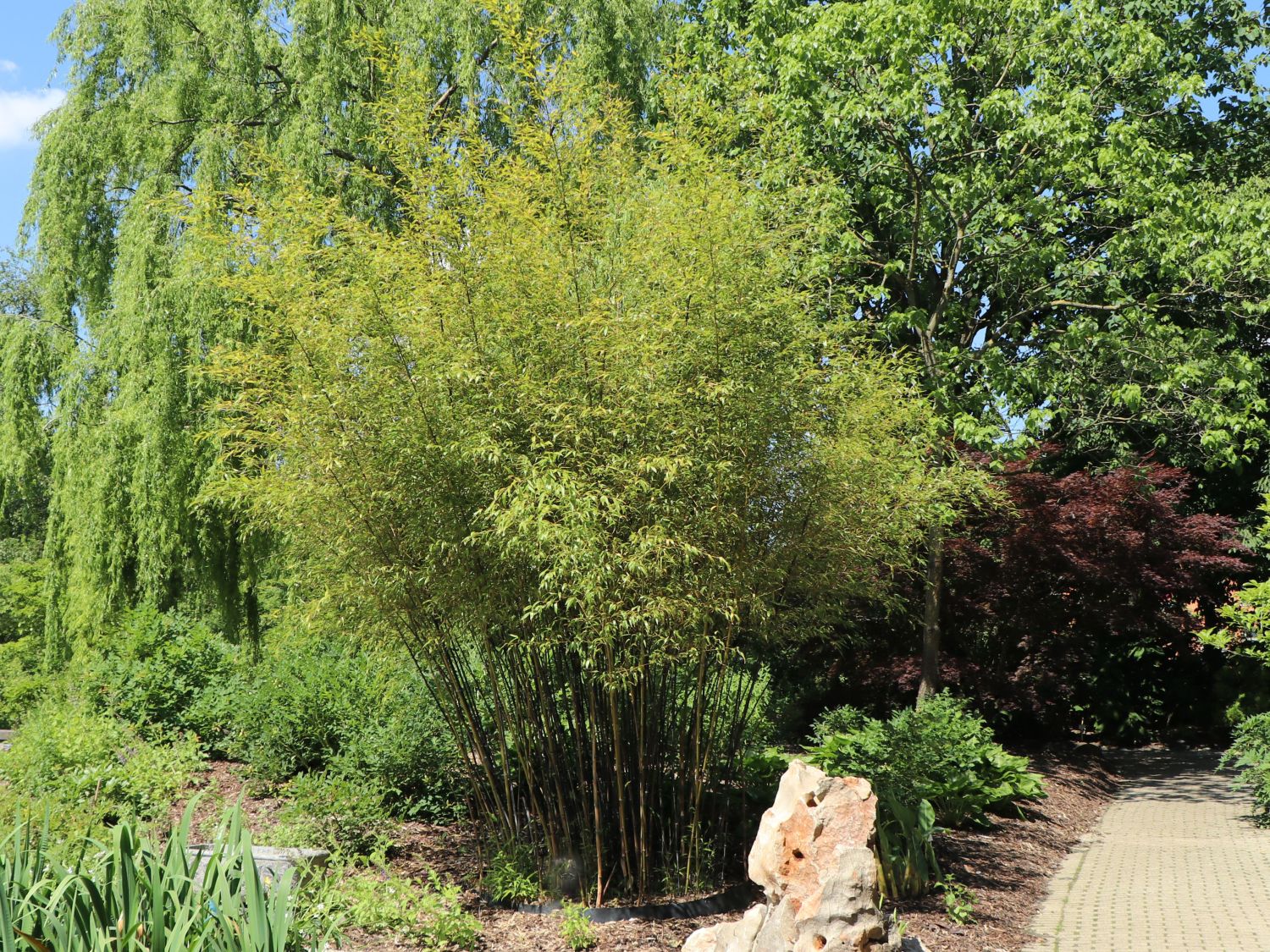 Schwarzer Bambus Phyllostachys nigra Baumschule Horstmann