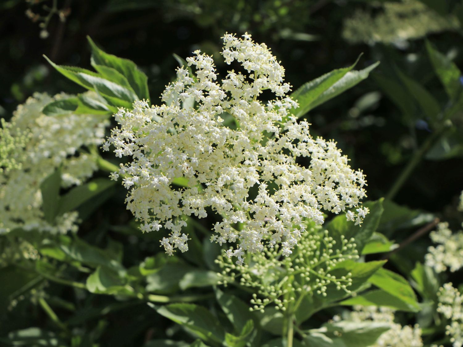 Weißer Holunder &amp;#39;Albida&amp;#39; - Sambucus nigra &amp;#39;Albida&amp;#39; - Baumschule Horstmann