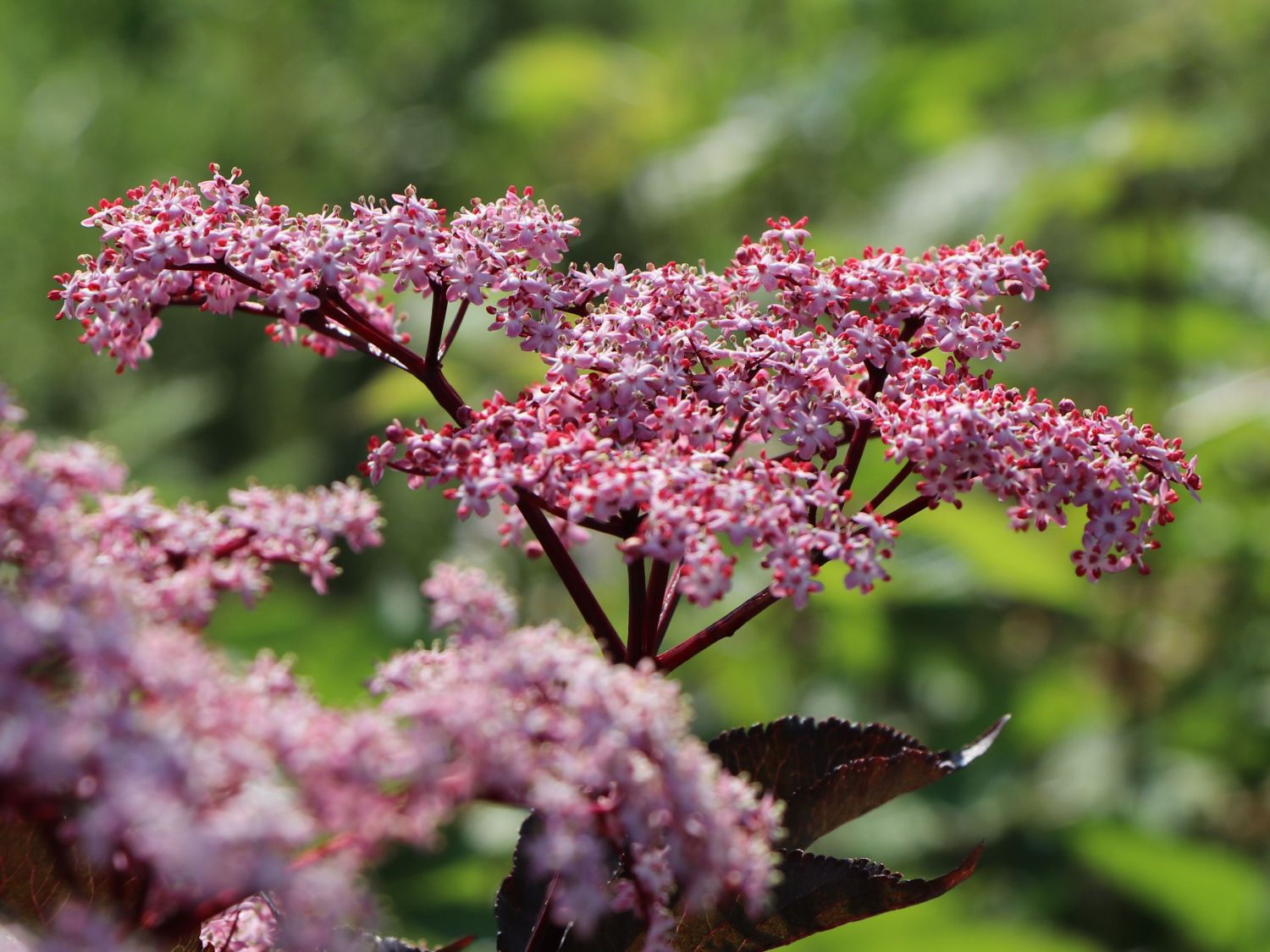 Schwarzer Holunder &amp;#39;Black Beauty&amp;#39; - Sambucus nigra &amp;#39;Black Beauty ...