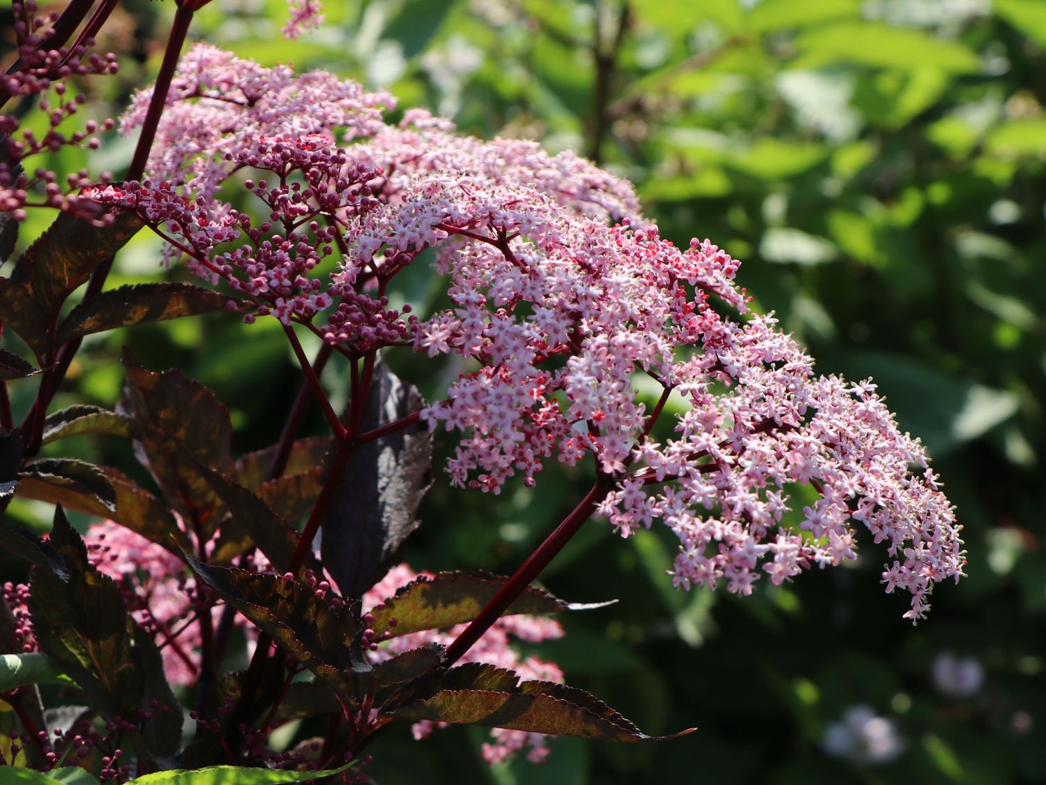 Schwarzer Holunder &amp;#39;Black Beauty&amp;#39; - Sambucus nigra &amp;#39;Black Beauty ...