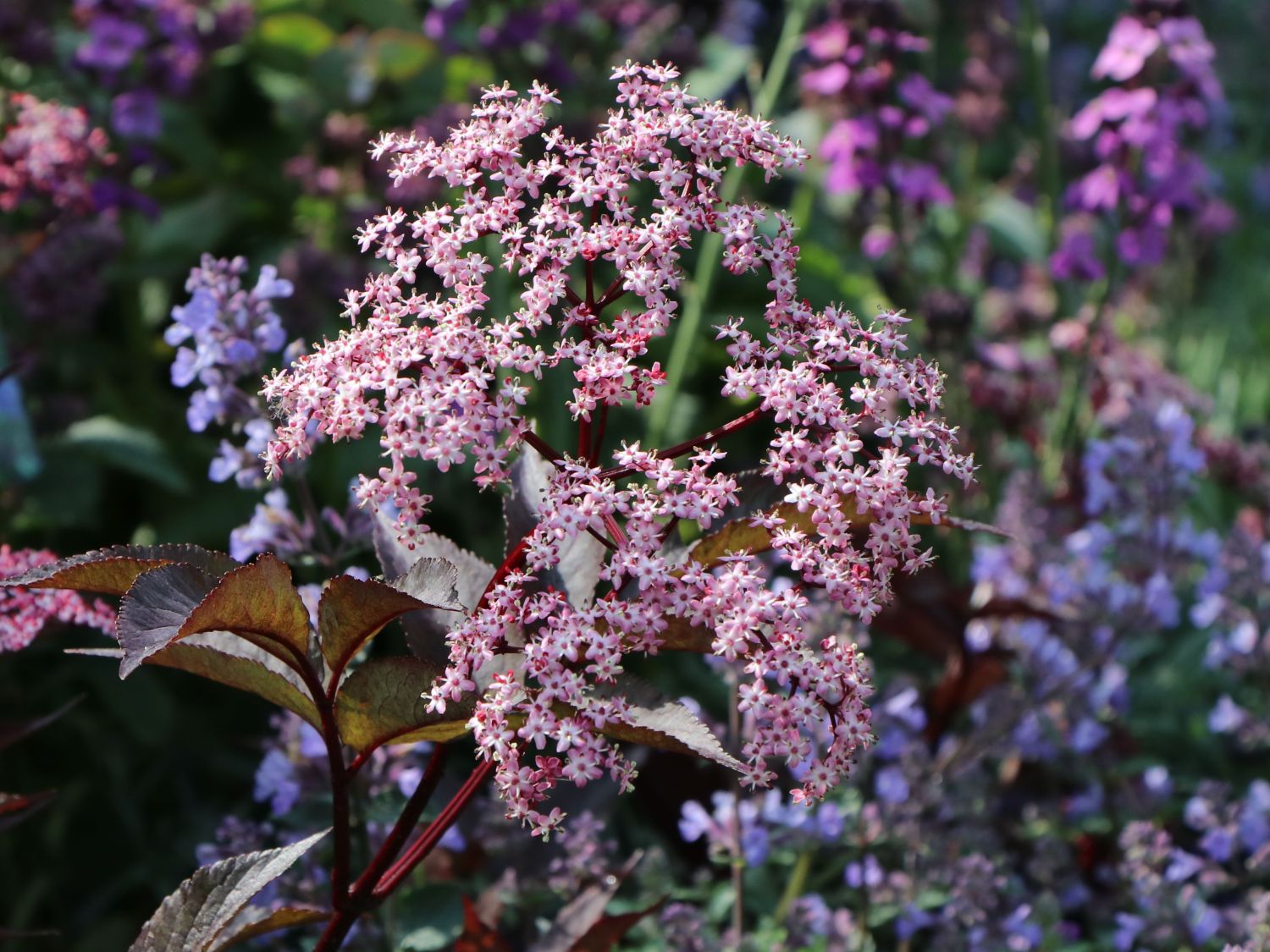 Schwarzer Holunder &amp;#39;Black Beauty&amp;#39; - Sambucus nigra &amp;#39;Black Beauty ...