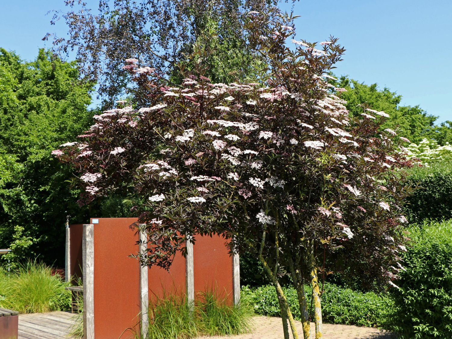 Schwarzer Holunder &amp;#39;Black Beauty&amp;#39; - Sambucus nigra &amp;#39;Black Beauty ...