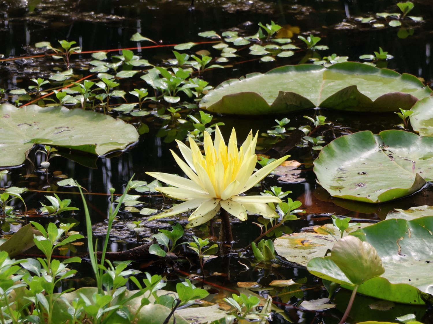 seerose dünger Seerose 'Attraction' - Nymphaea 'Attraction' main image 1