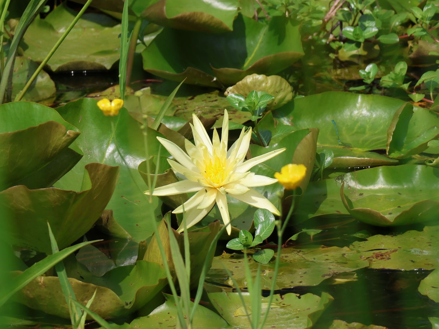 Seerose 'Joey Tomocick' - Finde Deine neue Staude + Online Ratgeber
