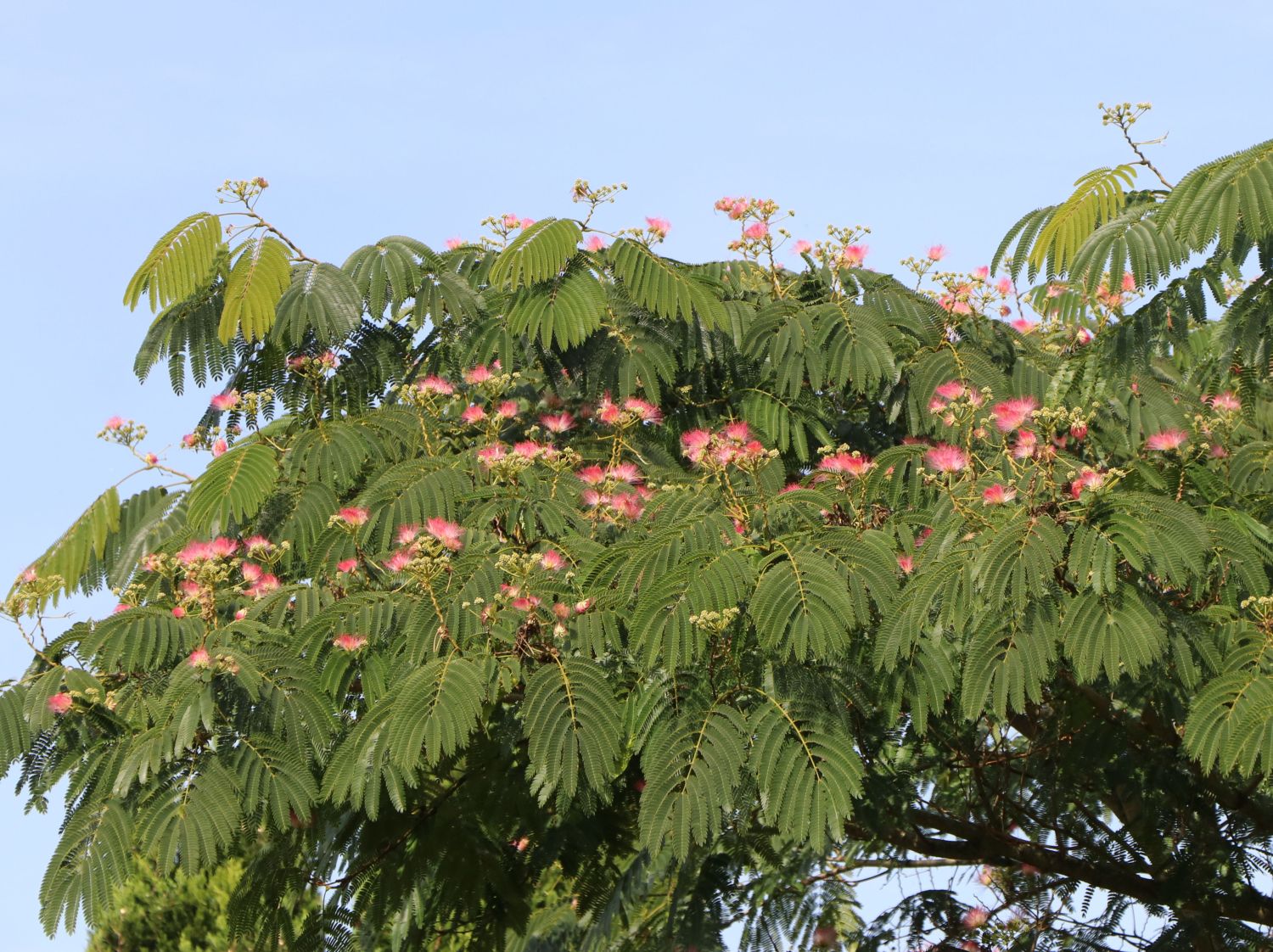 Seidenbaum Winterhart Pflanze 40-60cm Albizia julibrissin 'Rosea' 