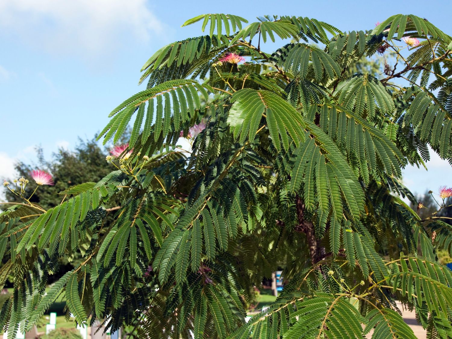 Seidenbaum 'Tropical Dream' - Albizia julibrissin 'Tropical Dream' -  Baumschule Horstmann