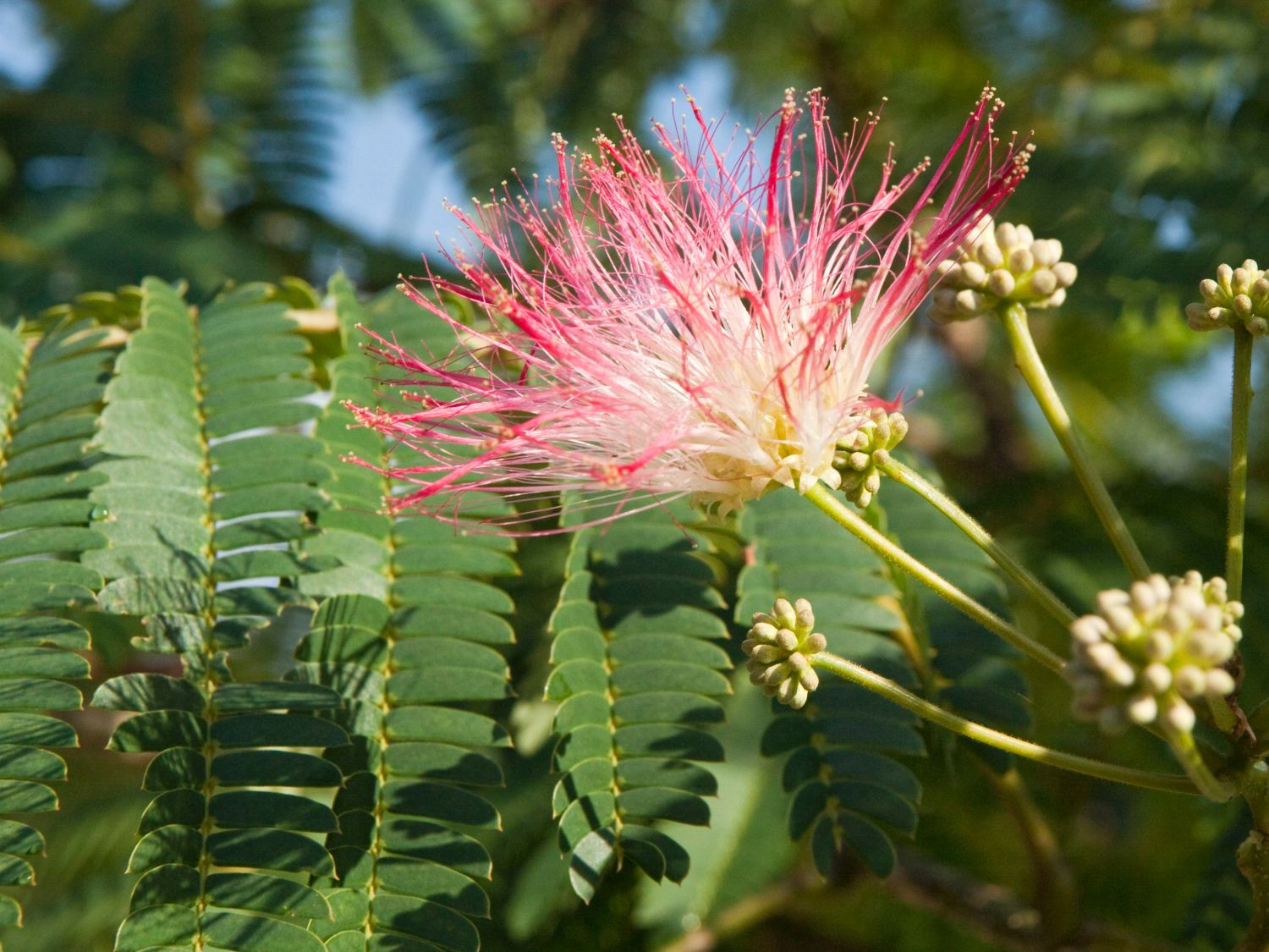 Albizia (Albizia) - Infos & Pflanzen dieser Gattung