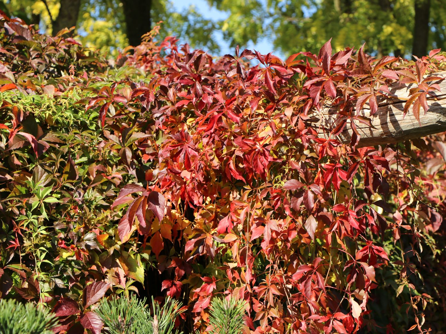 Selbstklimmender Mauerwein Engelmannii Parthenocissus Quinquefolia Selbstklimmender Mauerwein Engelmannii Parthenocissus Quinquefolia