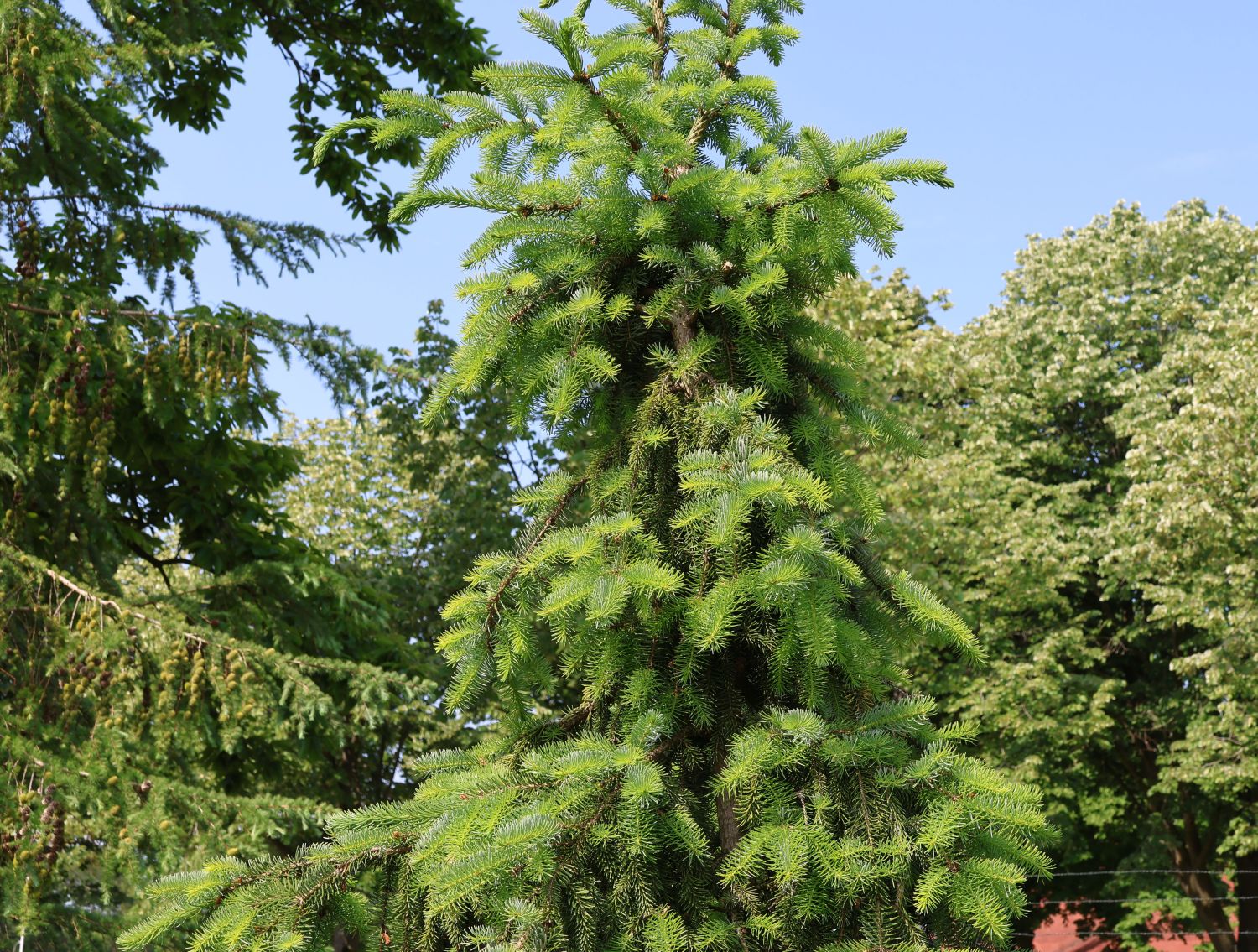 Serbische Fichte Picea omorika Baumschule Horstmann