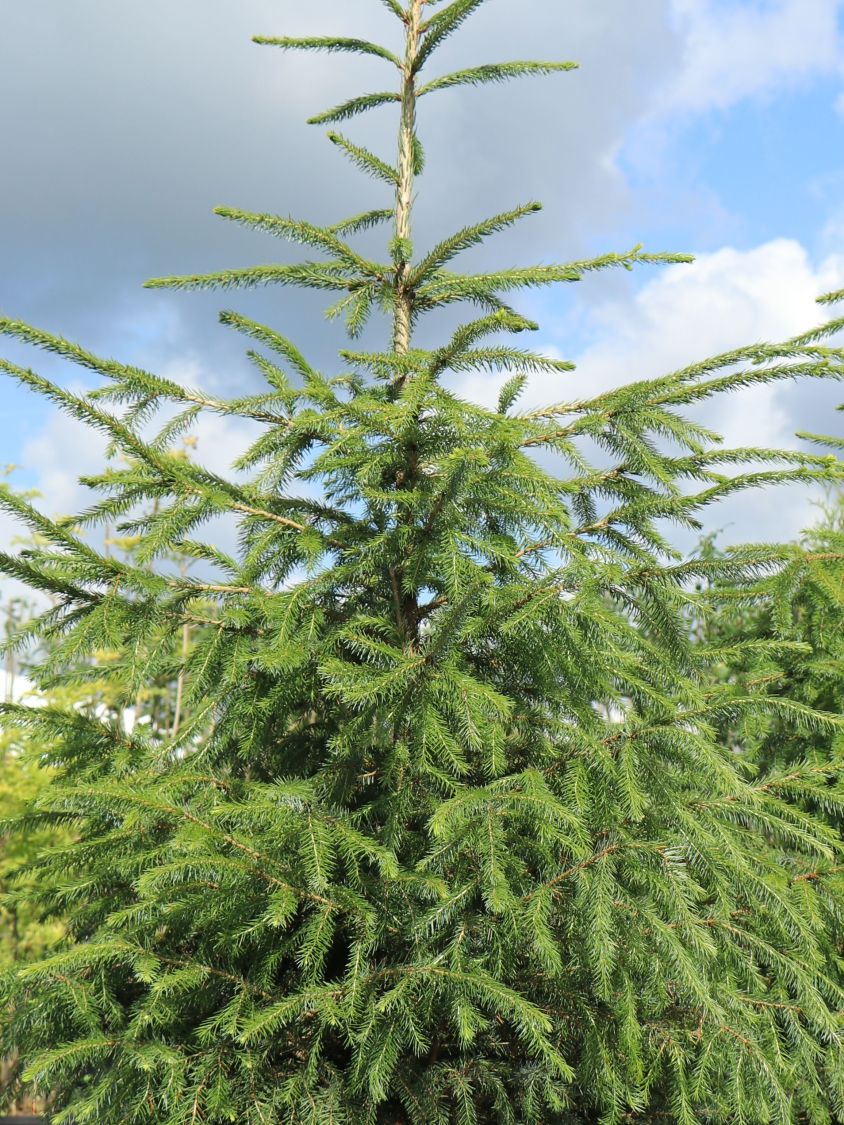 Picea omorika Wodan 40-50 max serbische Zwergfichte unregelmäßiger Wuchs 2m 