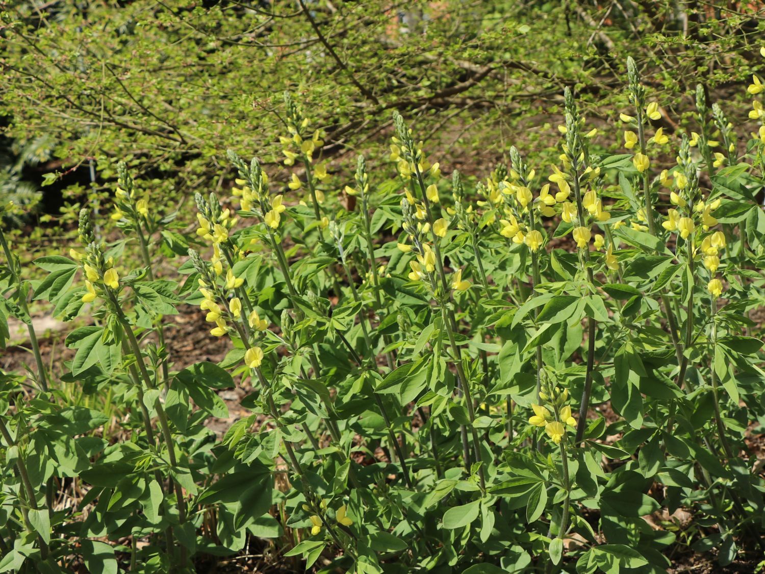 Thermopsis (Thermopsis) Infos & Pflanzen dieser Gattung