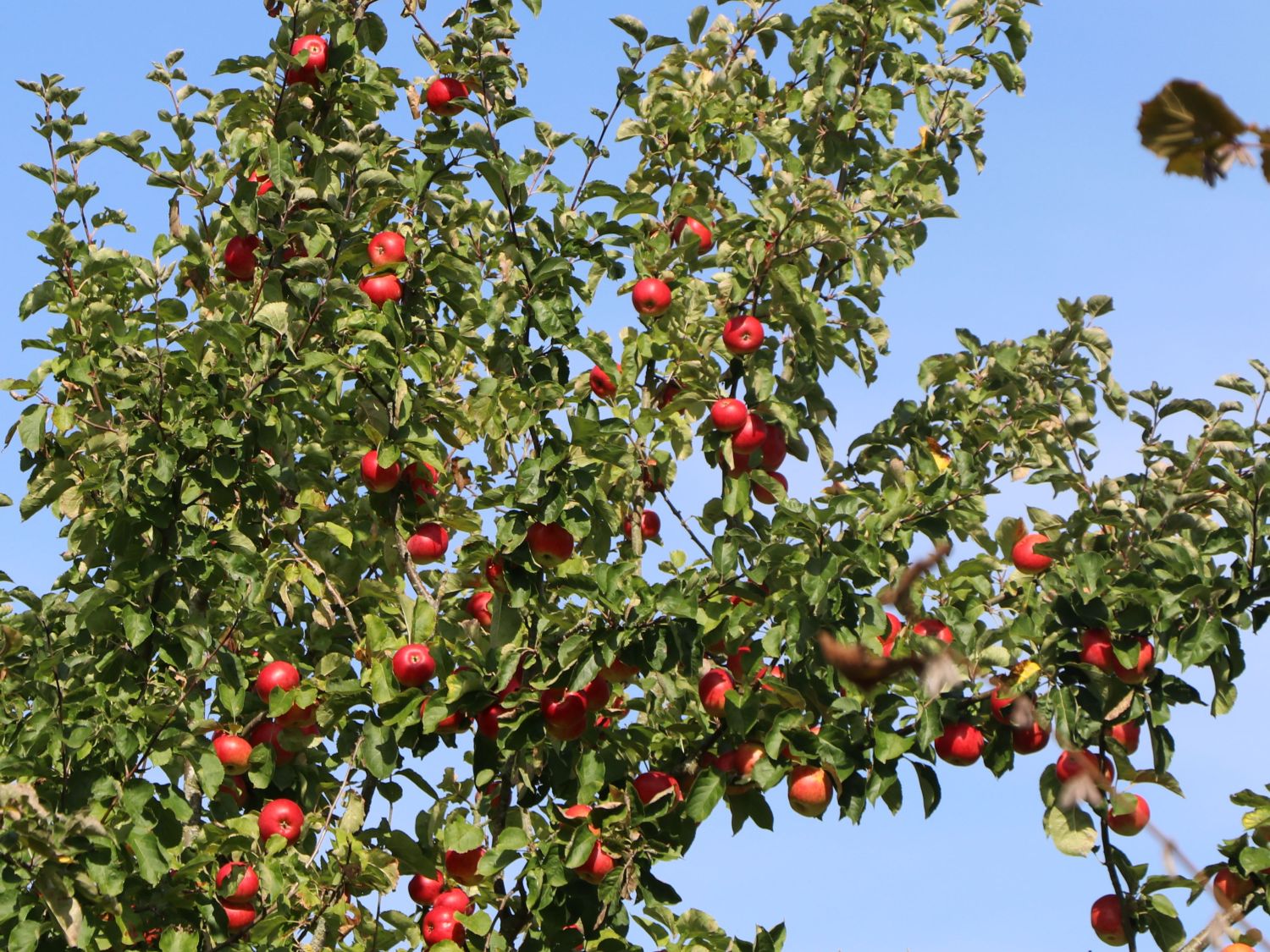 \'Discovery\' - Malus Baumschule - \'Discovery\' Sommerapfel Horstmann