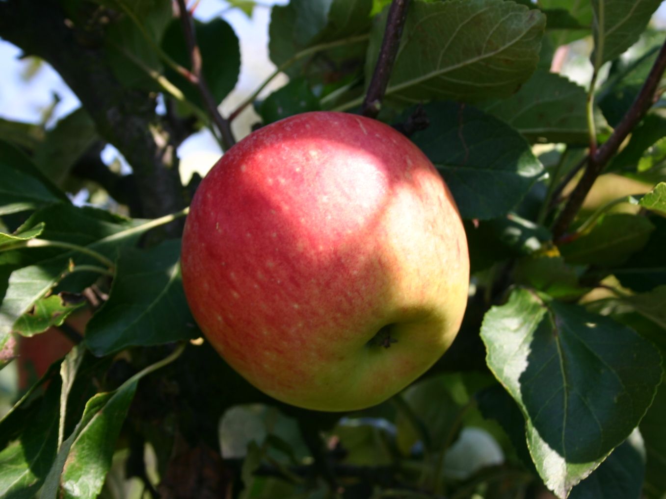 Sommerapfel 'James Grieve' - Malus 'James Grieve' - Baumschule Horstmann