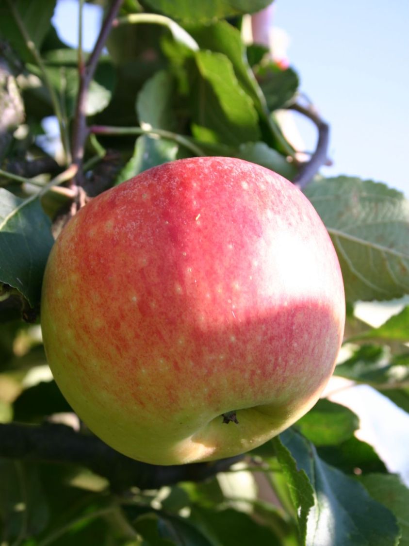 Sommerapfel 'James Grieve' - Malus 'James Grieve' - Baumschule Horstmann