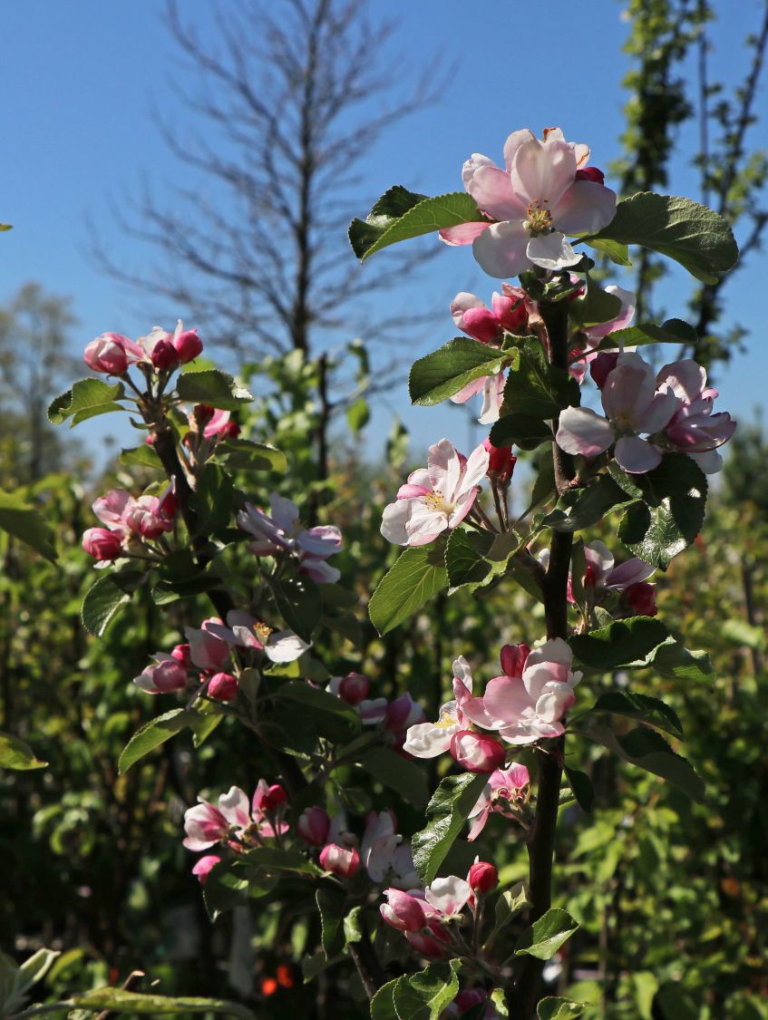 Sommerapfel \'James Grieve\' - Malus \'James Grieve\' - Baumschule Horstmann | Obstbäume & Gemüsepflanzen