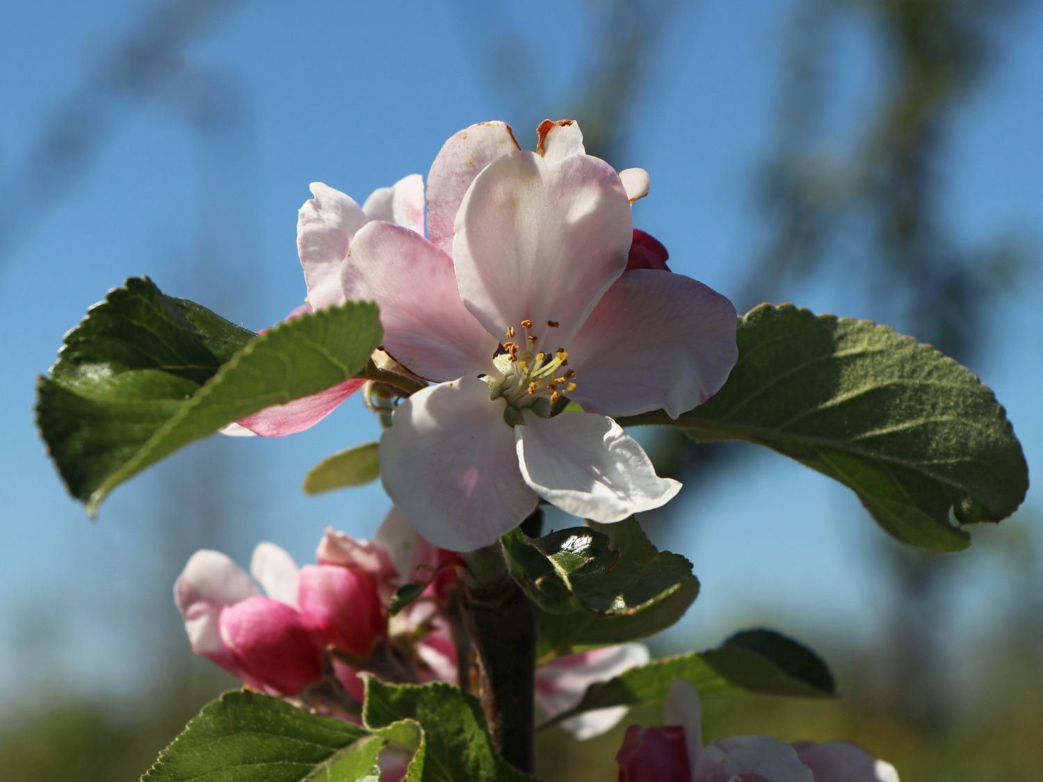 Sommerapfel 'James Grieve' - Malus 'James Grieve' - Baumschule Horstmann