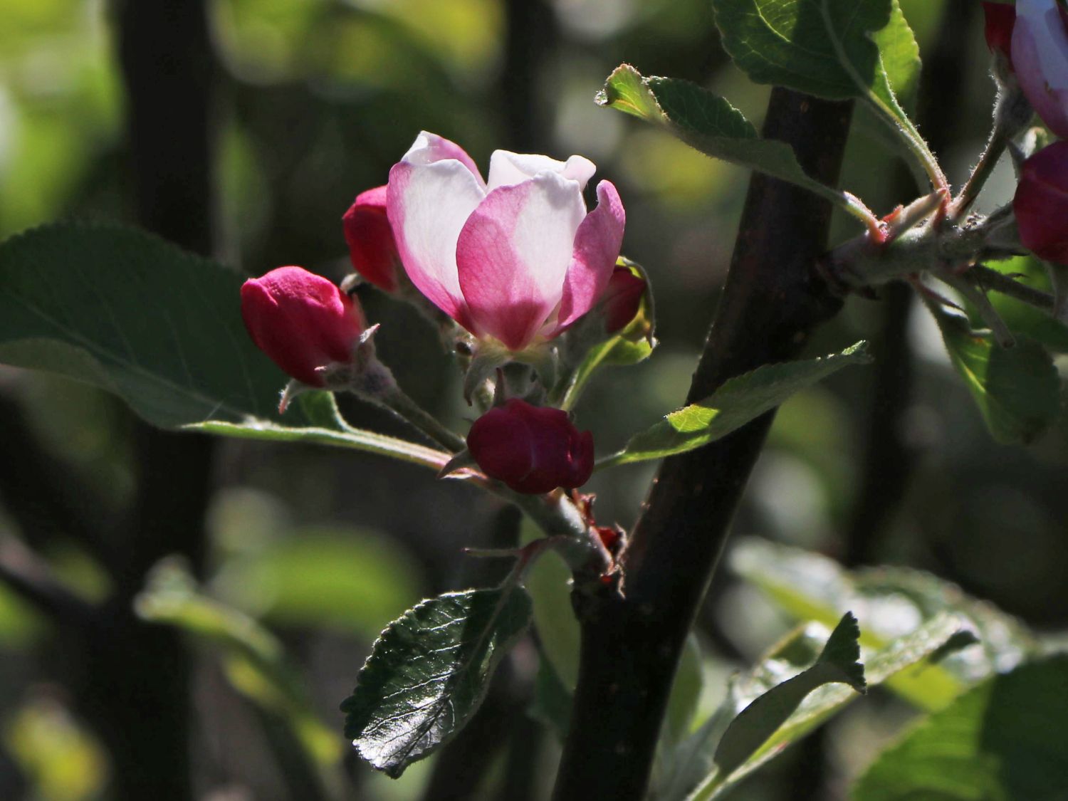 Sommerapfel 'James Grieve' - Malus 'James Grieve' - Baumschule Horstmann