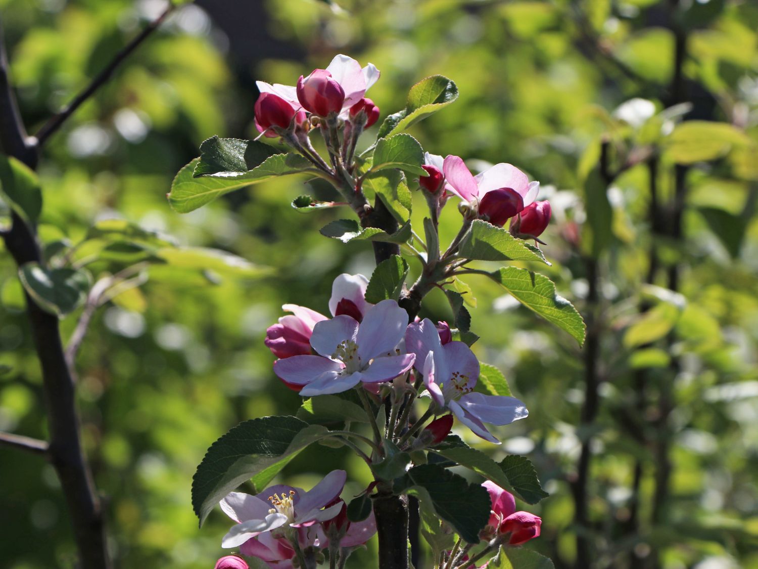 Sommerapfel 'James Grieve' - Malus 'James Grieve' - Baumschule Horstmann