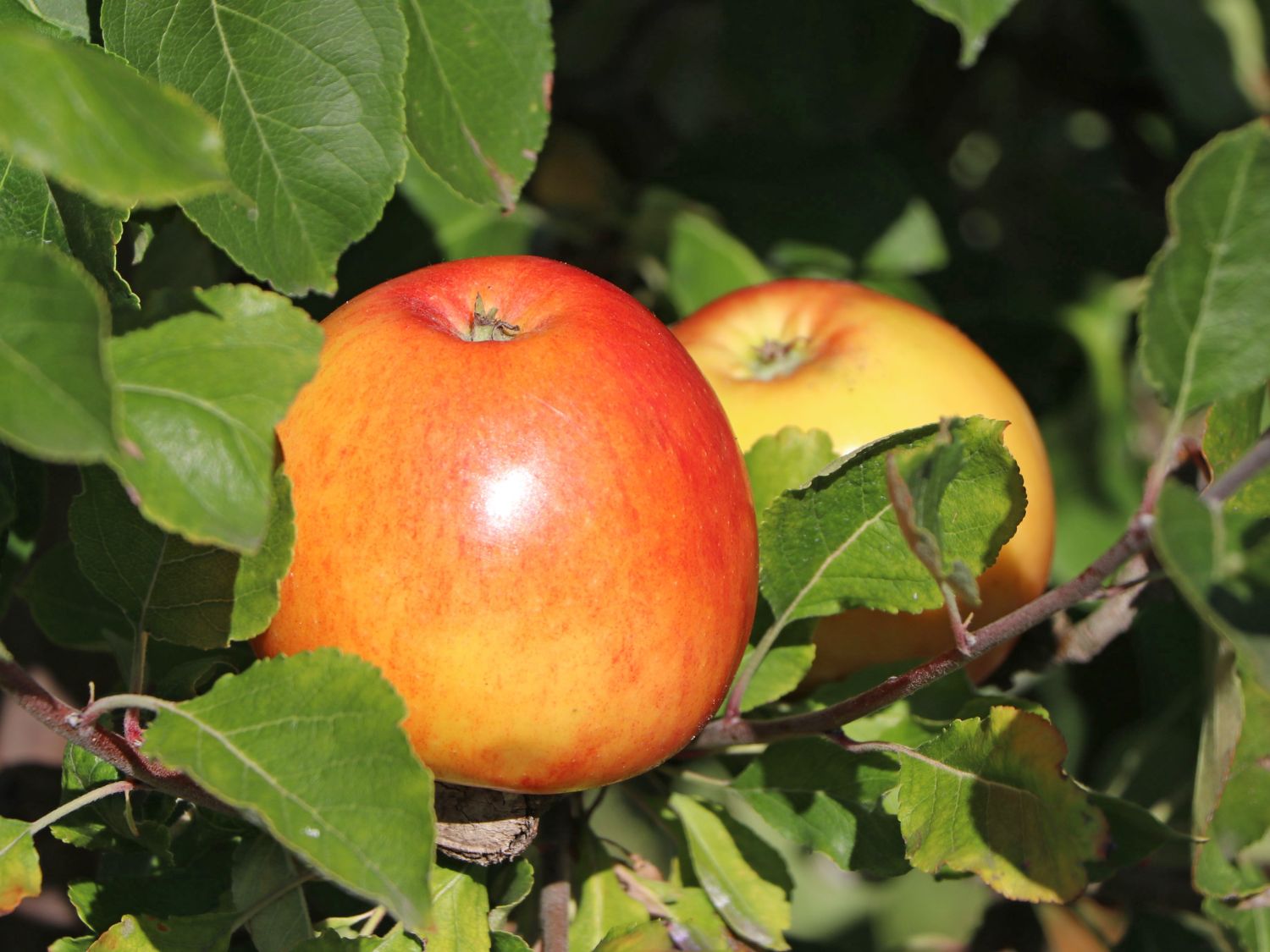 Sommerapfel 'James Grieve' - Malus 'James Grieve' - Baumschule Horstmann