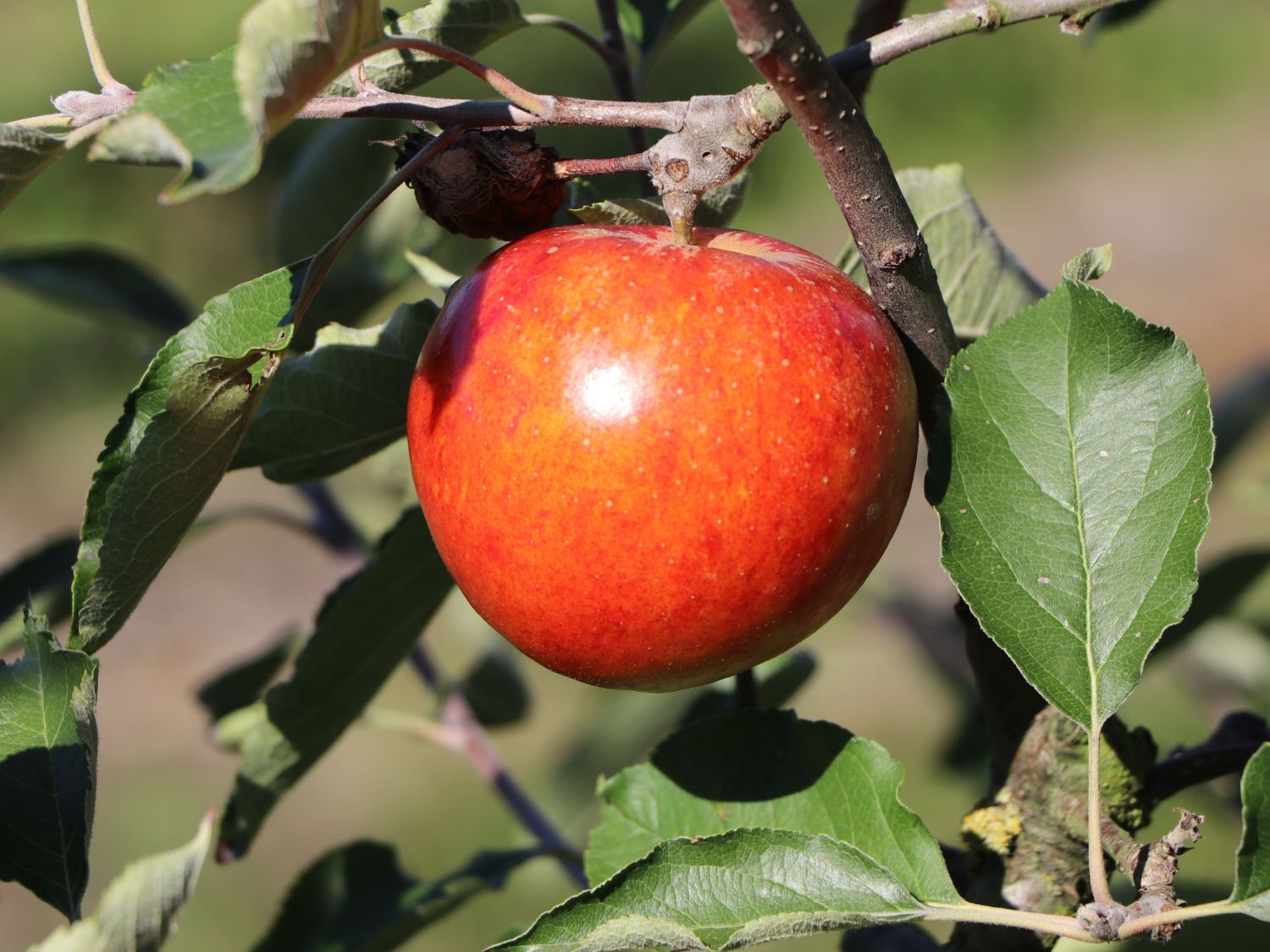 Sommerapfel \'Roter James Grieve\' / \'Rubin\' - Malus \'Roter James Grieve\' /  \'Rubin\' - Baumschule Horstmann