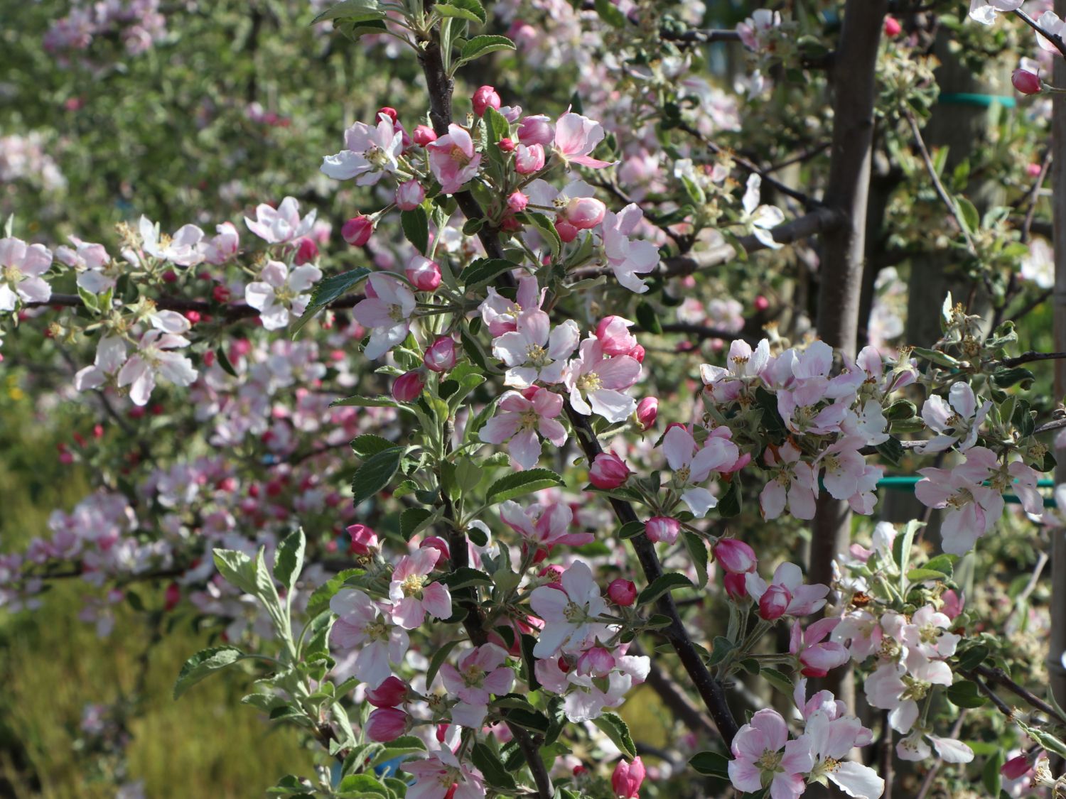 Sommerapfel 'Roter James Grieve' / 'Rubin' - Malus 'Roter James Grieve' /  'Rubin' - Baumschule Horstmann