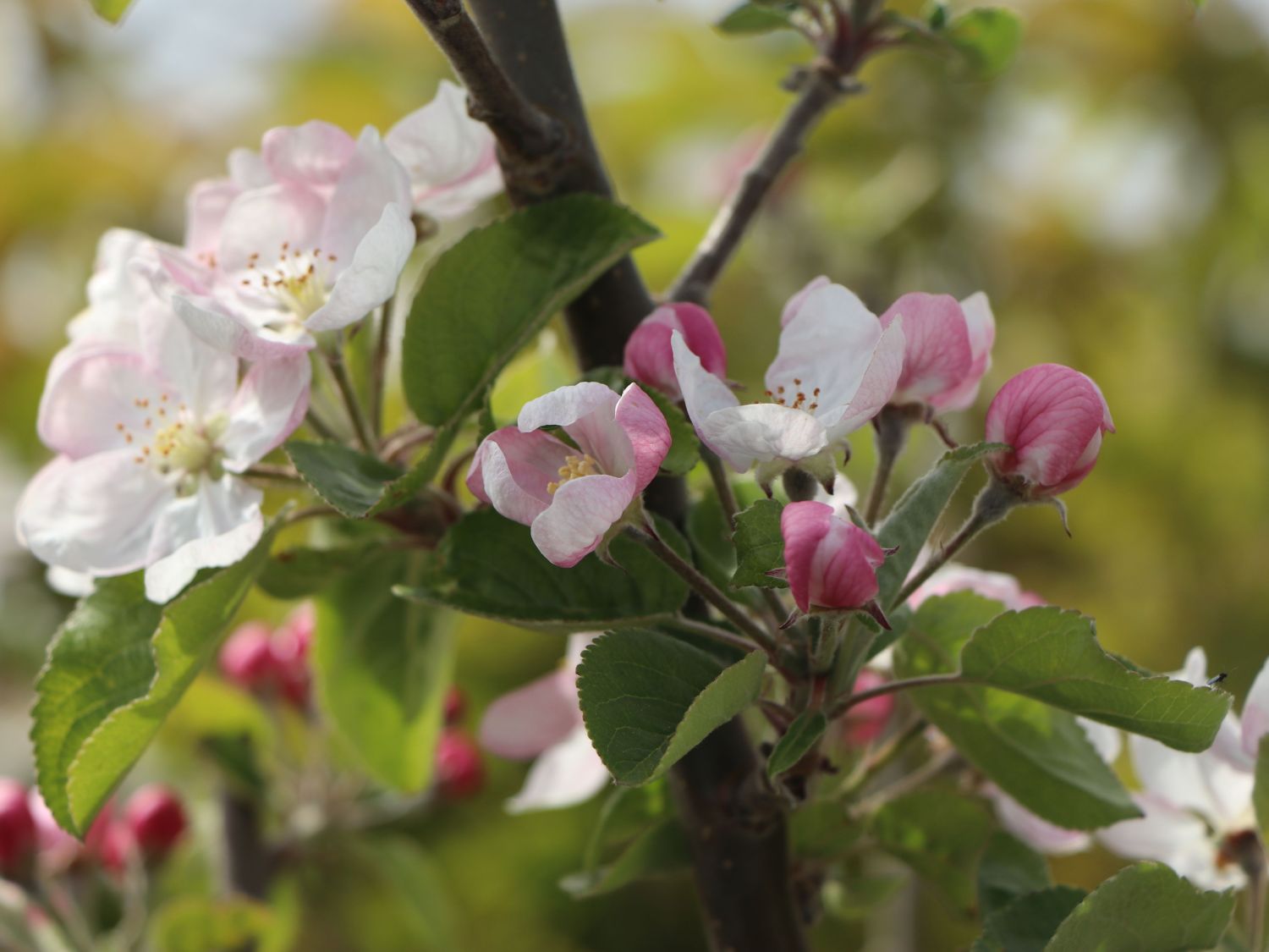 Sommerapfel \'Roter James Grieve\' / \'Rubin\' - Malus \'Roter James Grieve\' /  \'Rubin\' - Baumschule Horstmann