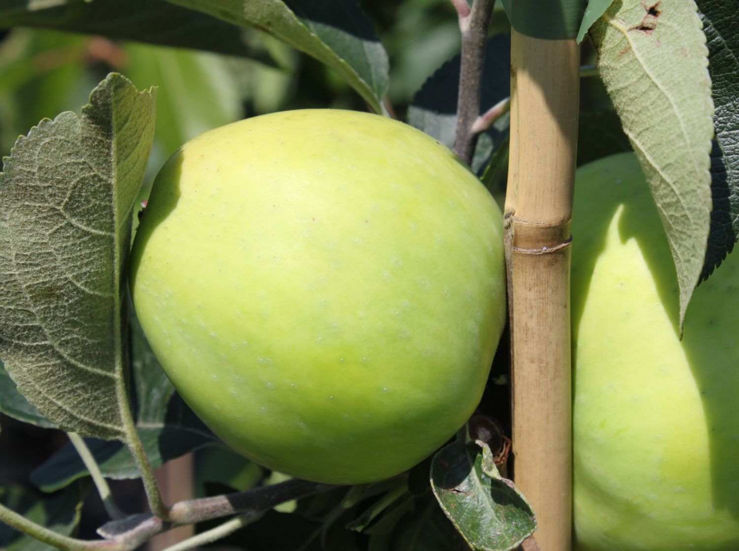 Sommerapfel 'Weißer Klarapfel' - Malus 'Weißer Klarapfel' - Baumschule  Horstmann