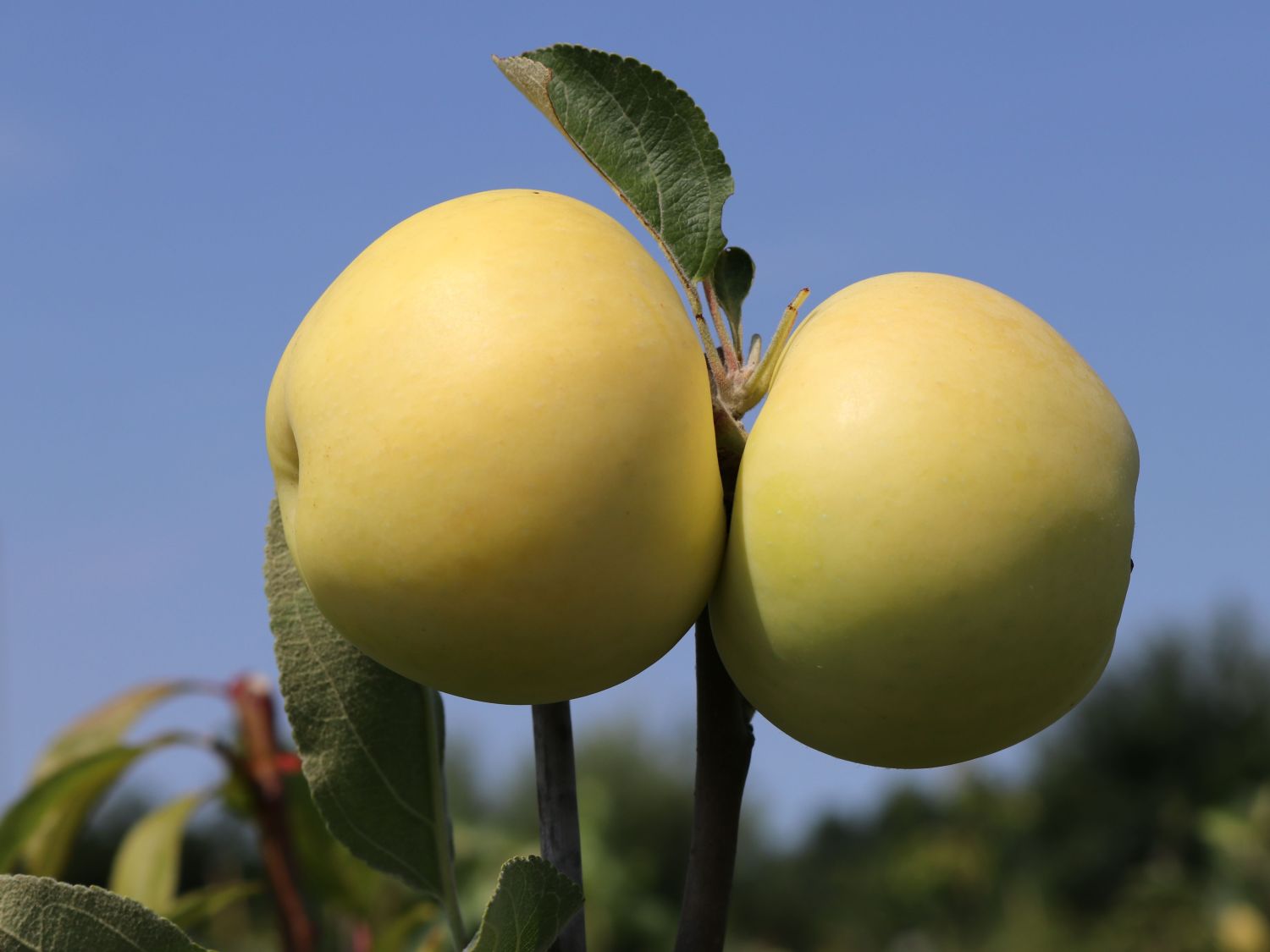 Sommerapfel 'Weißer Klarapfel' - Malus 'Weißer Klarapfel' - Baumschule  Horstmann