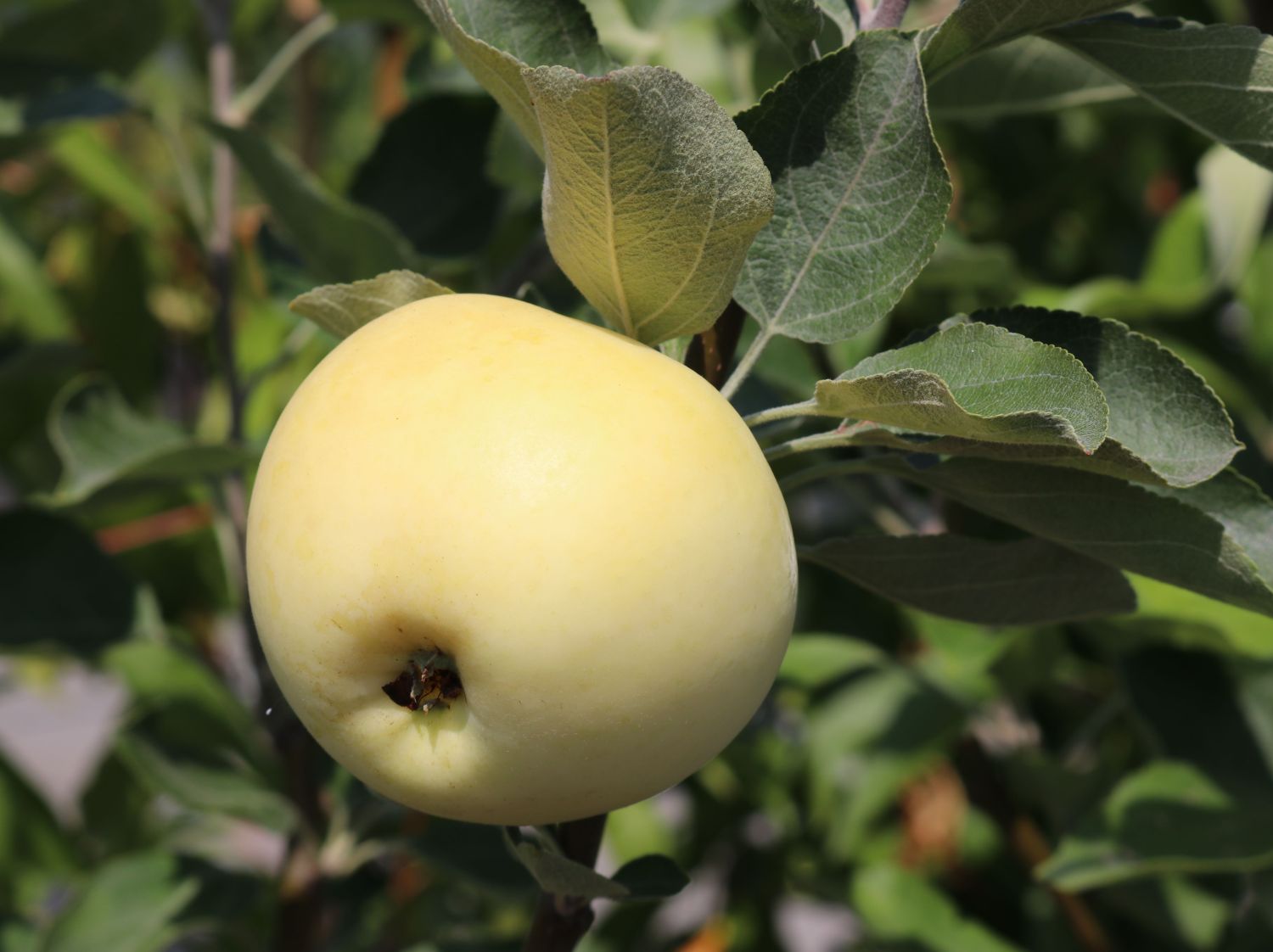 Sommerapfel 'Weißer Klarapfel' - Malus 'Weißer Klarapfel' - Baumschule  Horstmann