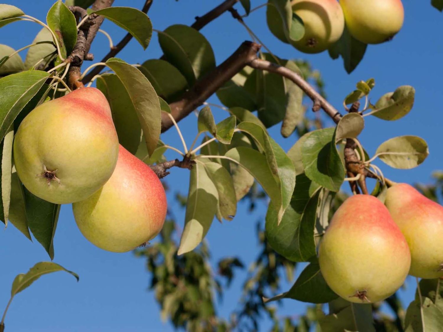 Sommerbirne 'Gute Luise' (mittel) - Pyrus communis 'Gute Luise' -  Baumschule Horstmann